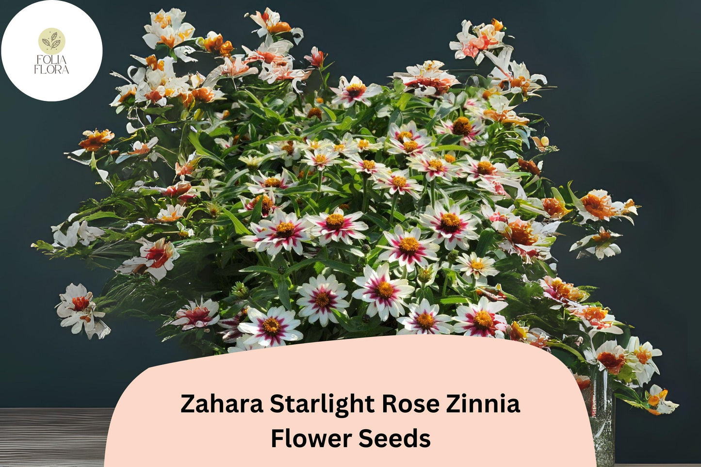100+ Zinnia Seeds - Zahara Starlight Rose - Hybrid Non-GMO Annual - Zinnia marylandica - White & Rose-Red Blooms for Garden