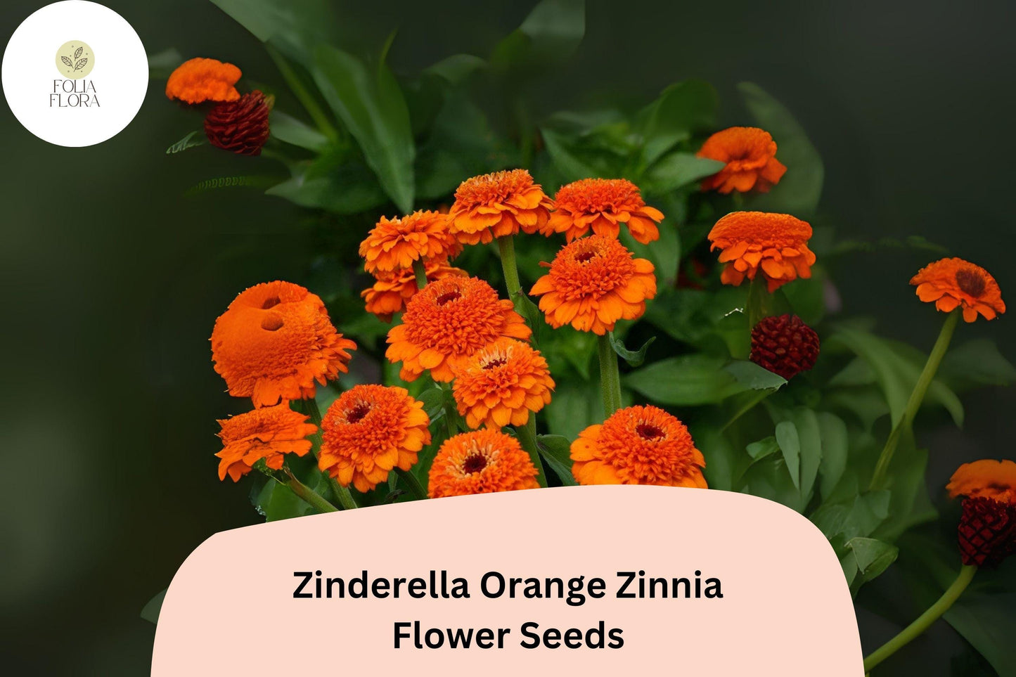 Zinderella Orange Zinnia Seeds - 100+ Non-GMO Double Bloom Flowers (Zinnia elegans) - Vibrant Orange, Easy to Grow