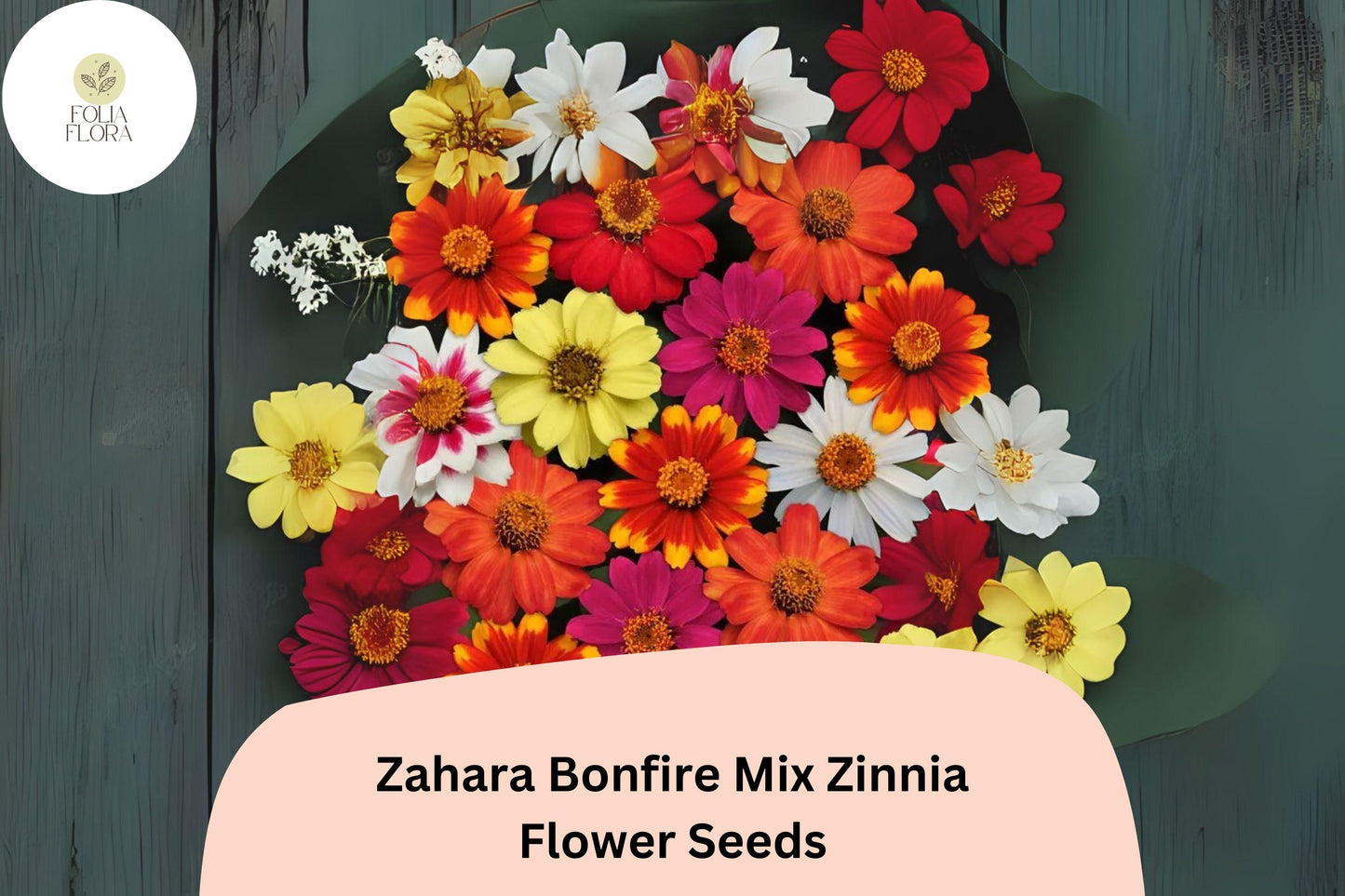 Zahara Bonfire Mix Zinnia Seeds - 100+ Non-GMO Red, Orange, Yellow Blooms - Zinnia marylandica for Gardens & Containers