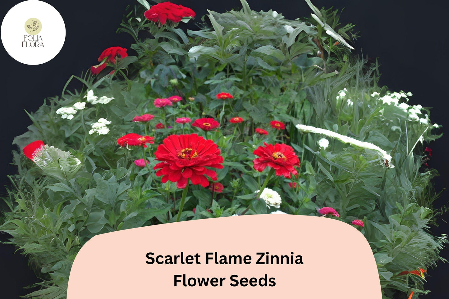 Scarlet Flame Zinnia Seeds - 100+ Non-GMO Red Blooms for Garden Planting - Zinnia elegans