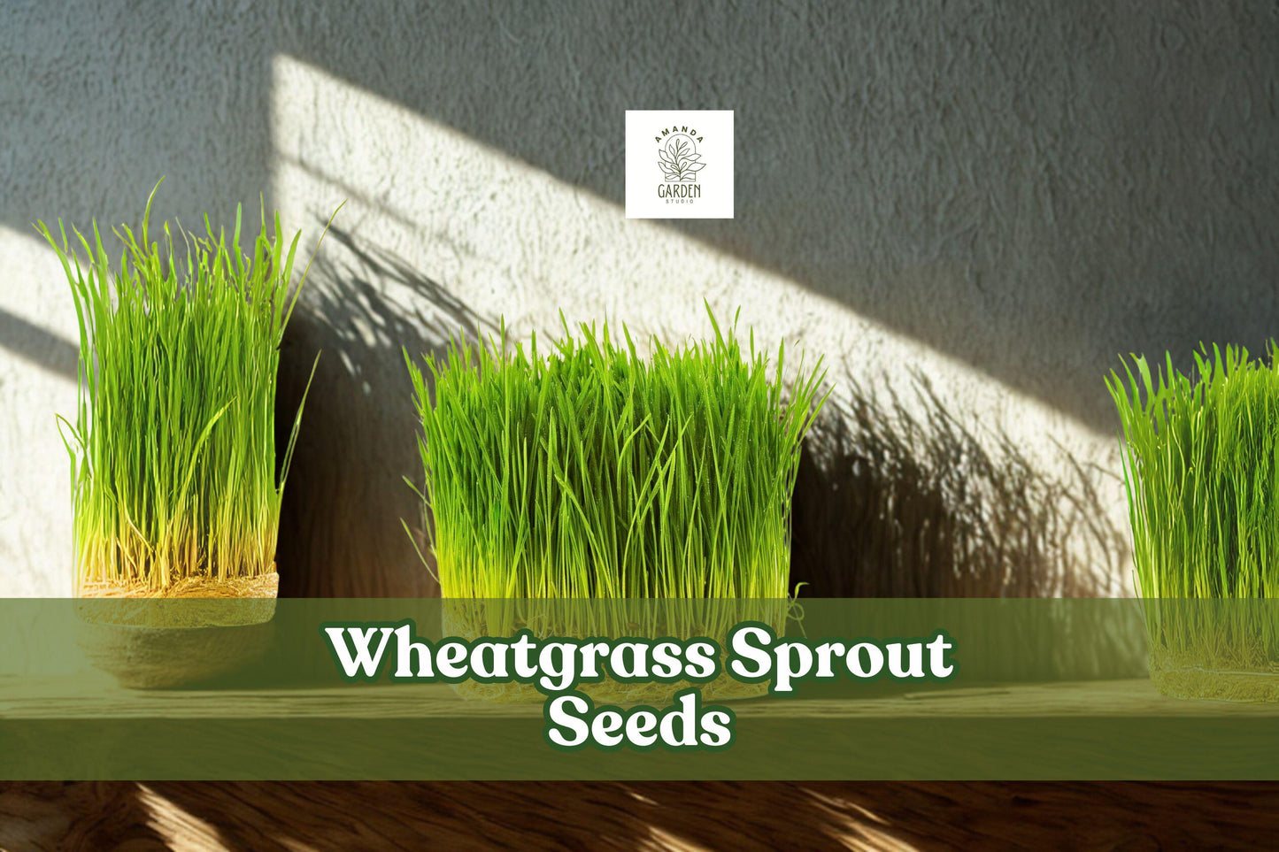 Wheatgrass Sprout Seeds 500 Count Non-GMO Easy Grow Triticum aestivum Juicing Pet Grass Indoor Outdoor Gardening