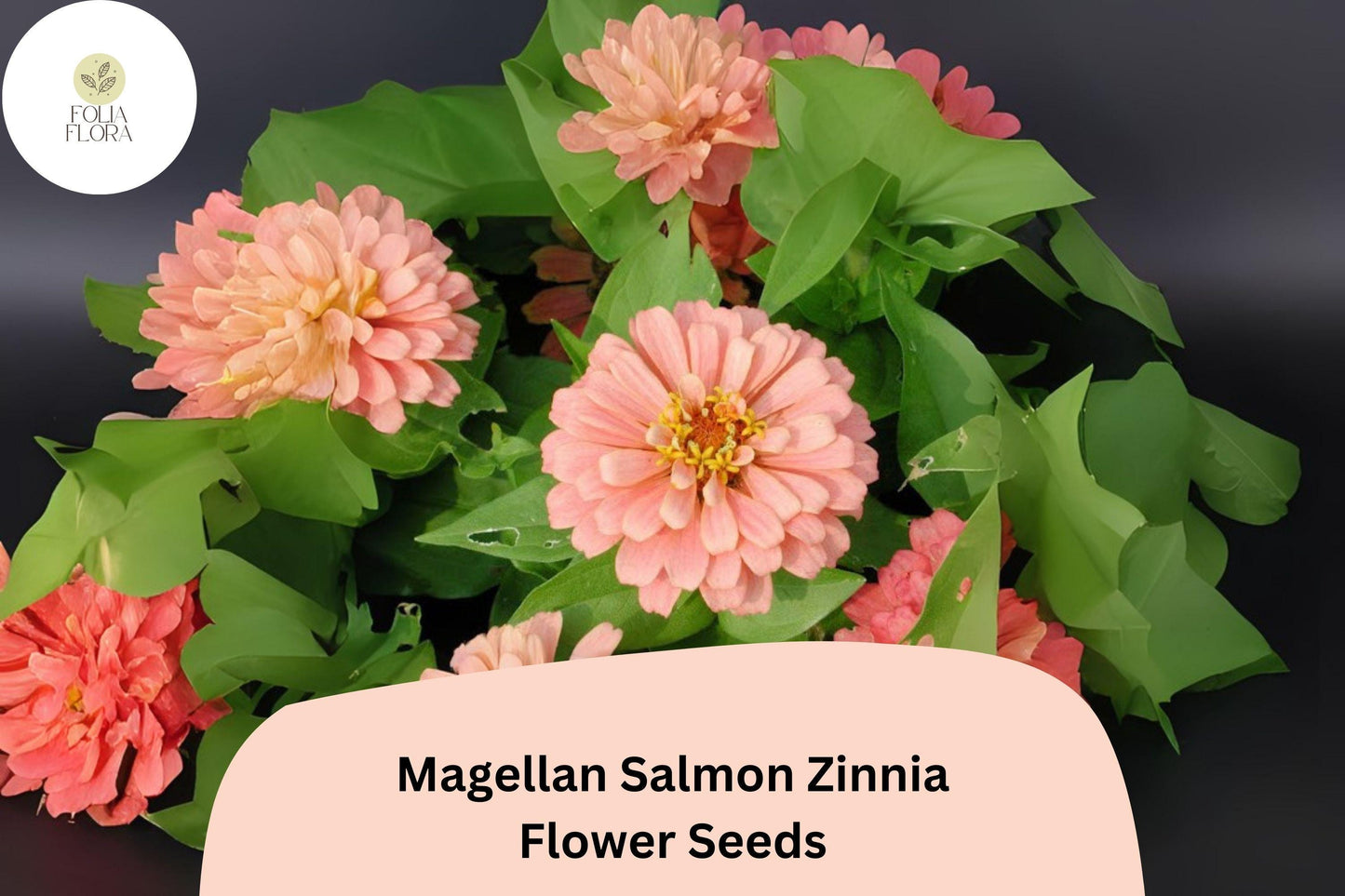 Zinnia Seeds 100+ Pack Magellan Salmon Pink Blooms Zinnia elegans Non-GMO for Garden Borders & Cut Flowers