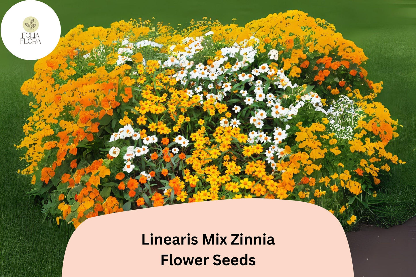 100+ Zinnia Seeds - Linearis Mix, Compact Dwarf, Non-GMO, Yellow Orange White Blooms (Zinnia linearis) for Borders & Containers