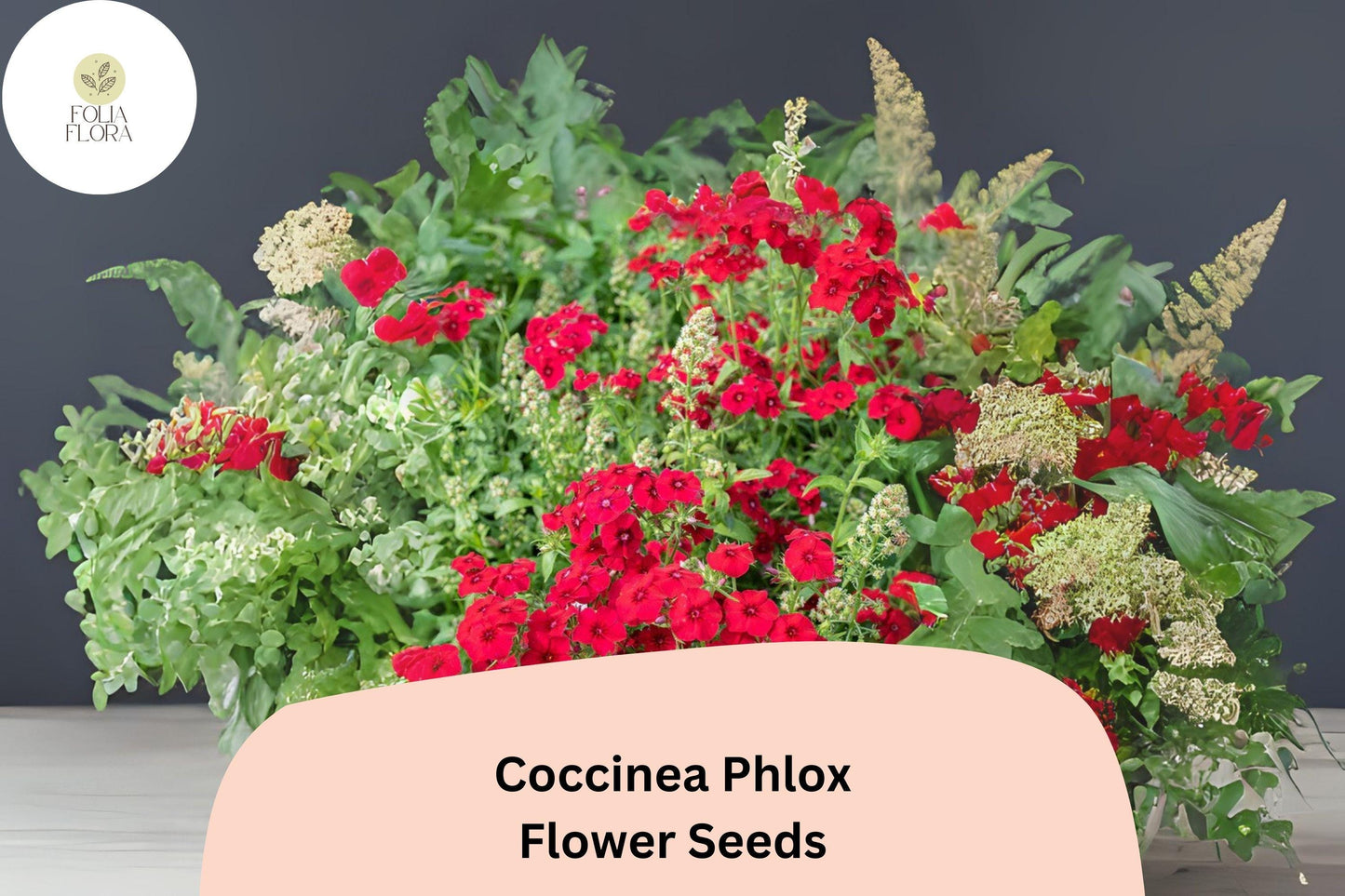 Coccinea Phlox Seeds | 100+ Scarlet Red Blooming Annuals | Phlox drummondii | Easy to Grow, Pollinator Friendly