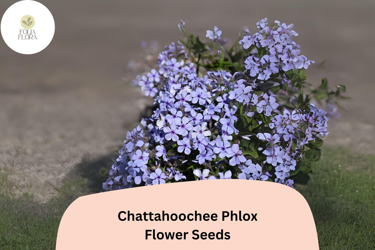 Chattahoochee Phlox Seeds | 100+ Lavender Blooms with Dark Eye | Phlox drummondii | Annual Flower for Borders & Containers