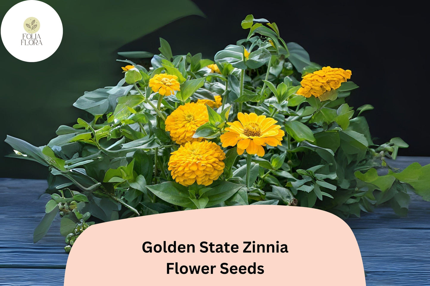Golden State Zinnia Seeds - 100+ Non-GMO Golden Yellow Blooms - Zinnia elegans - Pollinator Friendly Summer Flowers