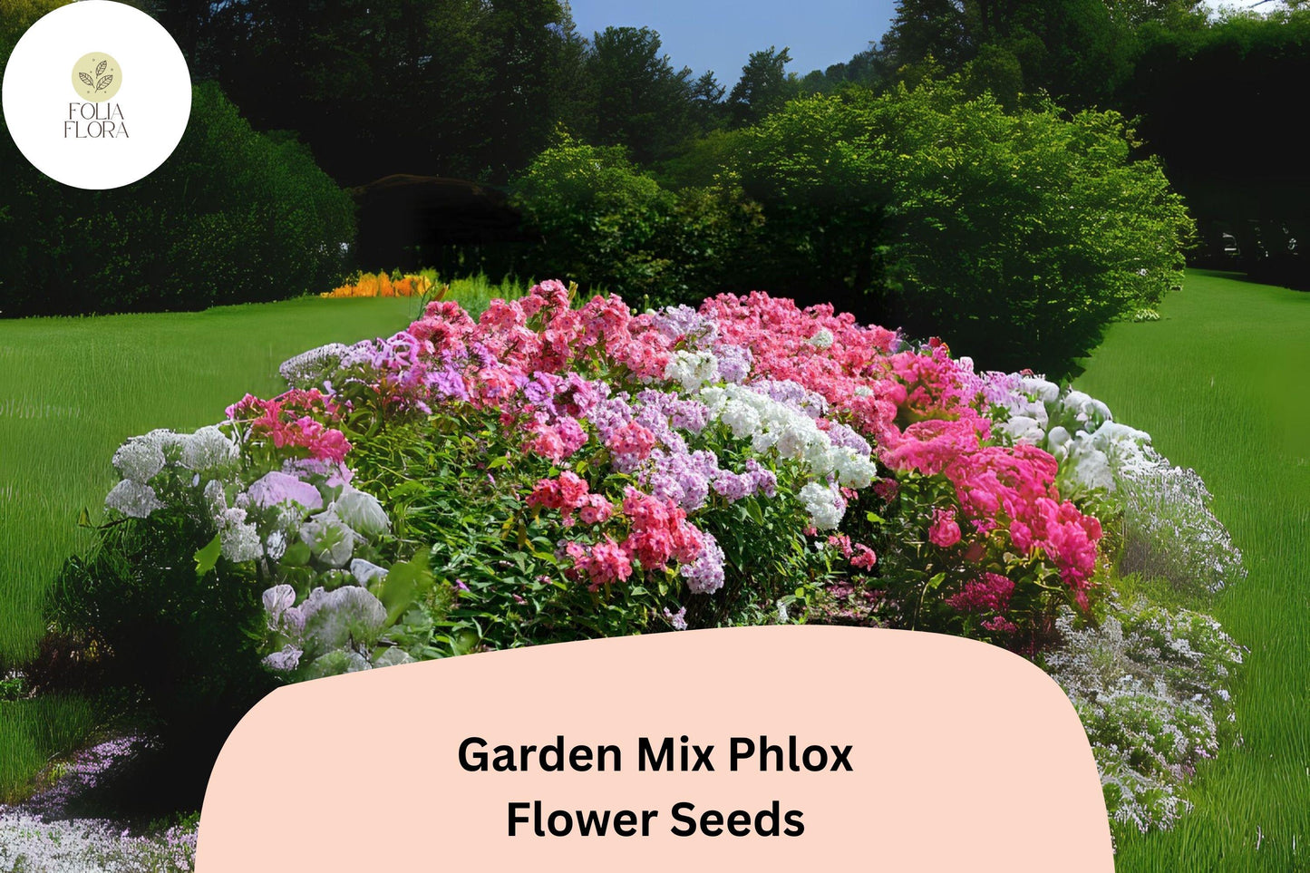 Garden Mix Phlox Seeds | 100+ Colorful Annual Flower Seeds | Mixed Blooms (Pink, Red, Lavender, White, Purple) | Phlox drummondii