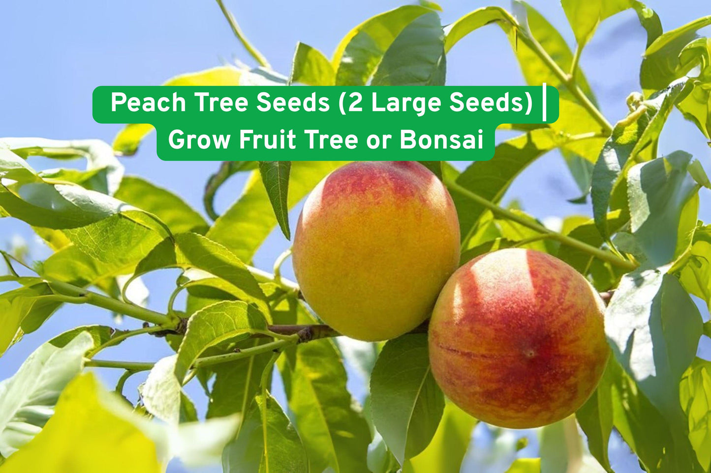 Peach Tree Seeds - 2 Heirloom Non-GMO Seeds for Fruit or Bonsai - Prunus persica - Easy to Grow, Perfect for Gardeners