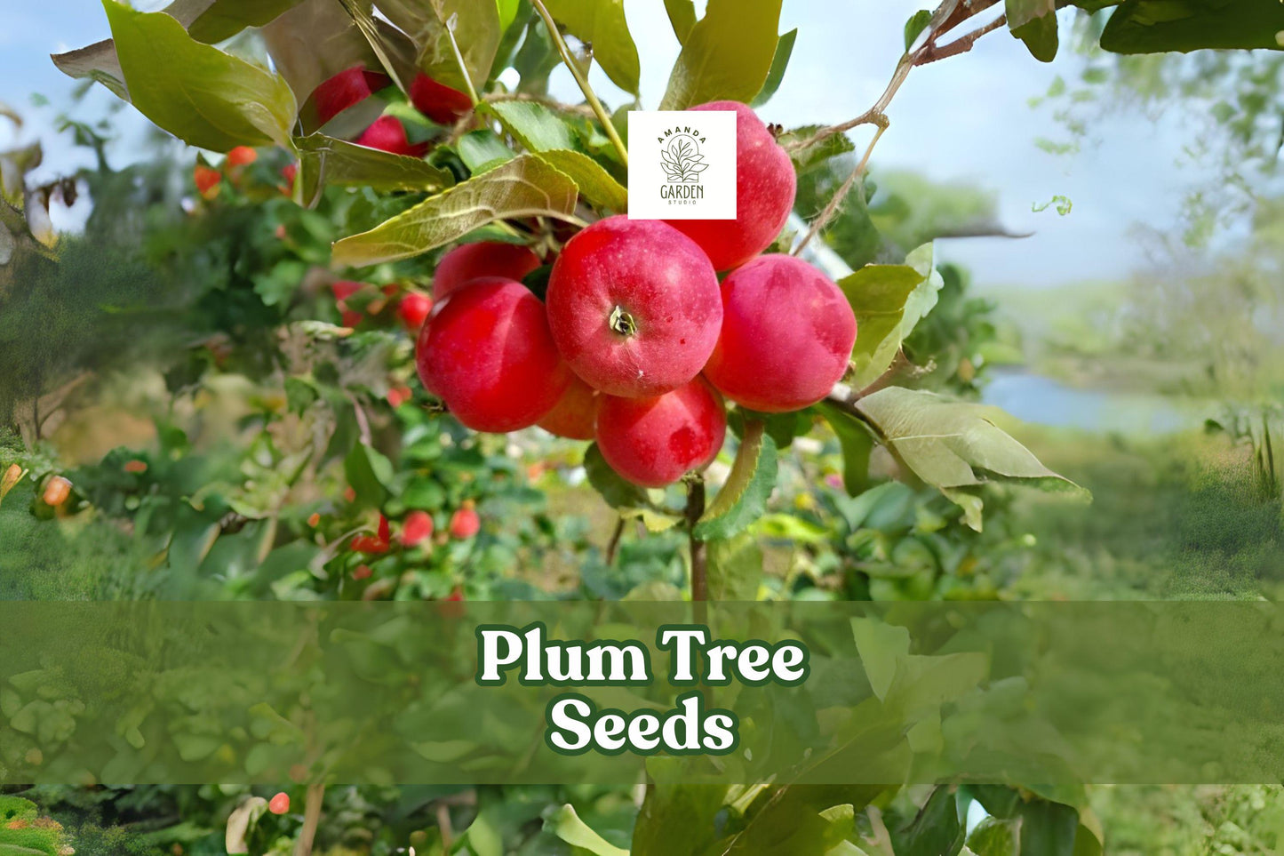 American Plum Tree Seeds - 10 Fresh Prunus americana Seeds for Bonsai & Edible Gardens - Fragrant White Blossoms & Delicious Plums