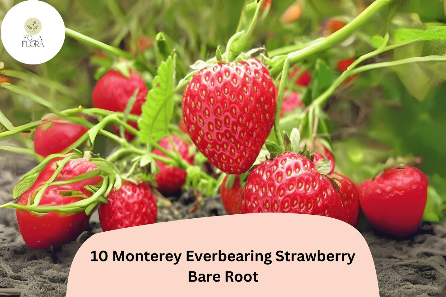 10 Live Bare Root Monterey Strawberry Plants | Everbearing Red Berries | NON-GMO Fragaria × ananassa for Home Gardens