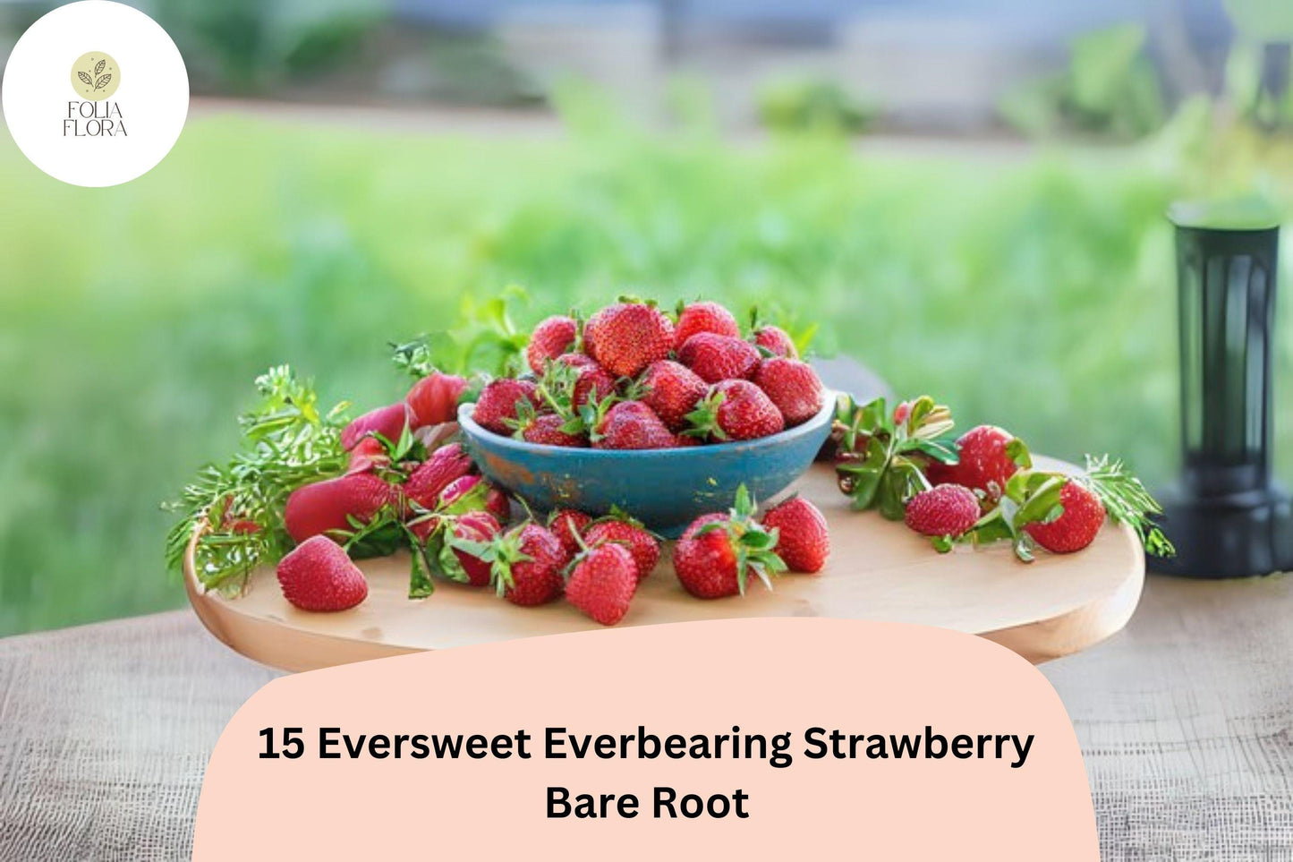 Eversweet Strawberry Plants | 15 Live Bare Root | Everbearing Red Berries | Fragaria × ananassa | NON-GMO Perennial Fruit