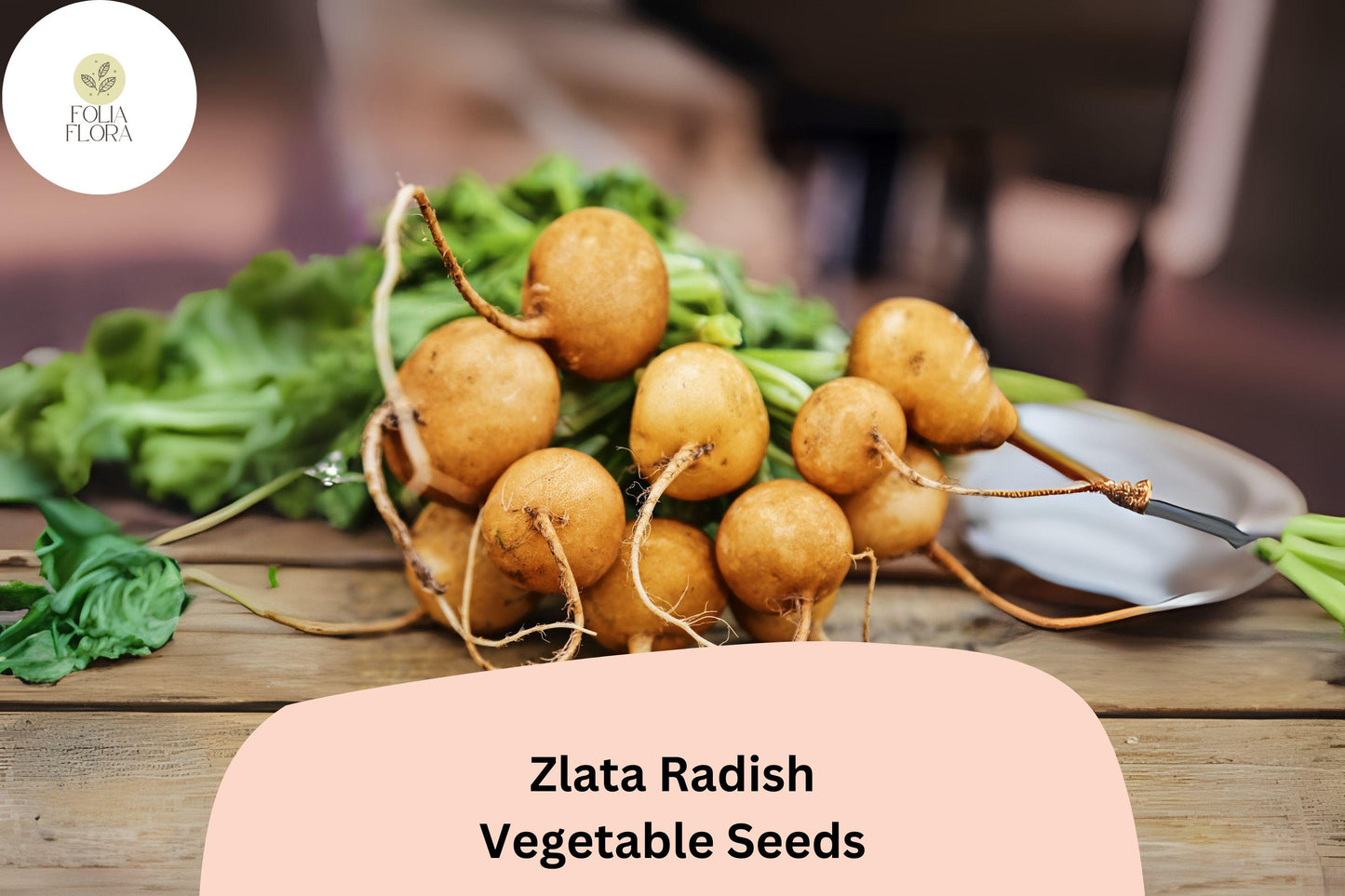 500+ Zlata Radish Seeds - Heirloom Golden-Yellow Variety (Raphanus sativus) for Crisp Edible Roots, Perfect for Salads & Pickling
