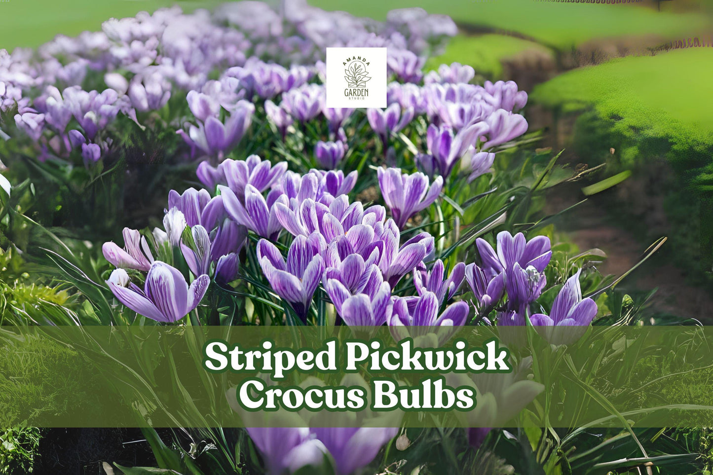 10 Striped Pickwick Crocus Bulbs - Hardy Perennial, Lilac & White Blooms, Crocus vernus ‘Pickwick’, Early Spring Flowers