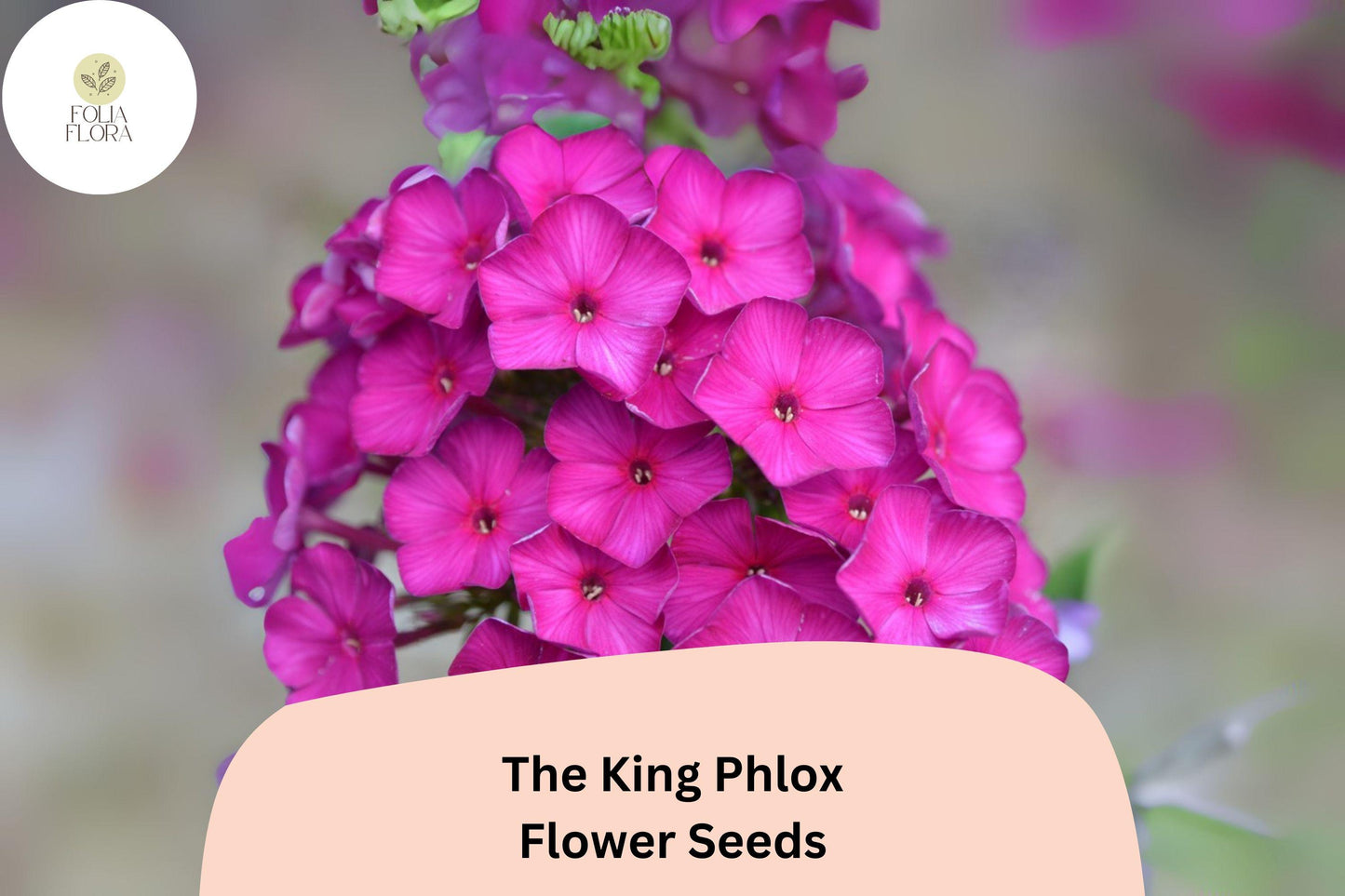 The King Phlox Seeds - 100+ Pink Annual Garden Flowers - Phlox drummondii - Attracts Butterflies, Easy to Grow, Non-GMO
