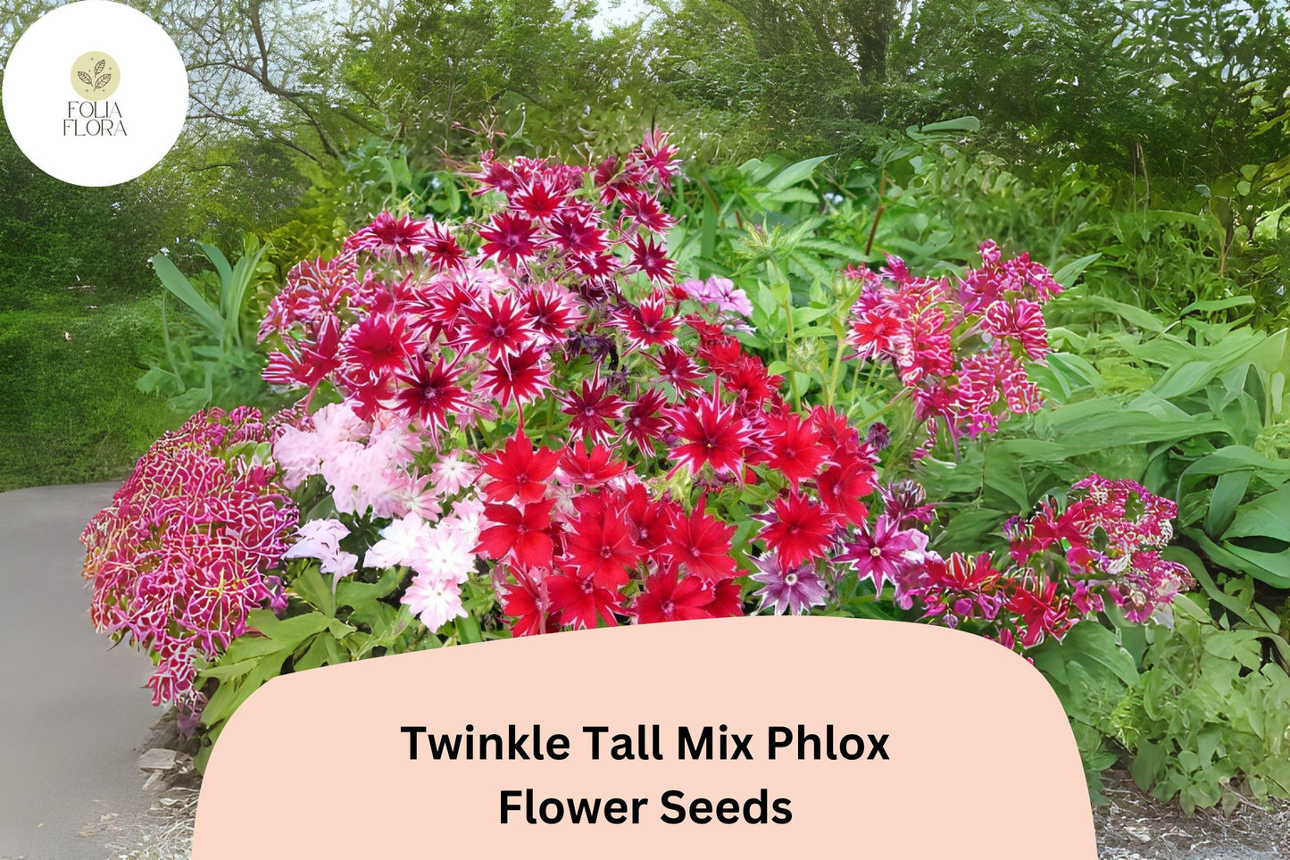 100+ Phlox Seeds - Twinkle Tall Mix, Colorful Star-Shaped Blooms, Annual Flower - Phlox drummondii