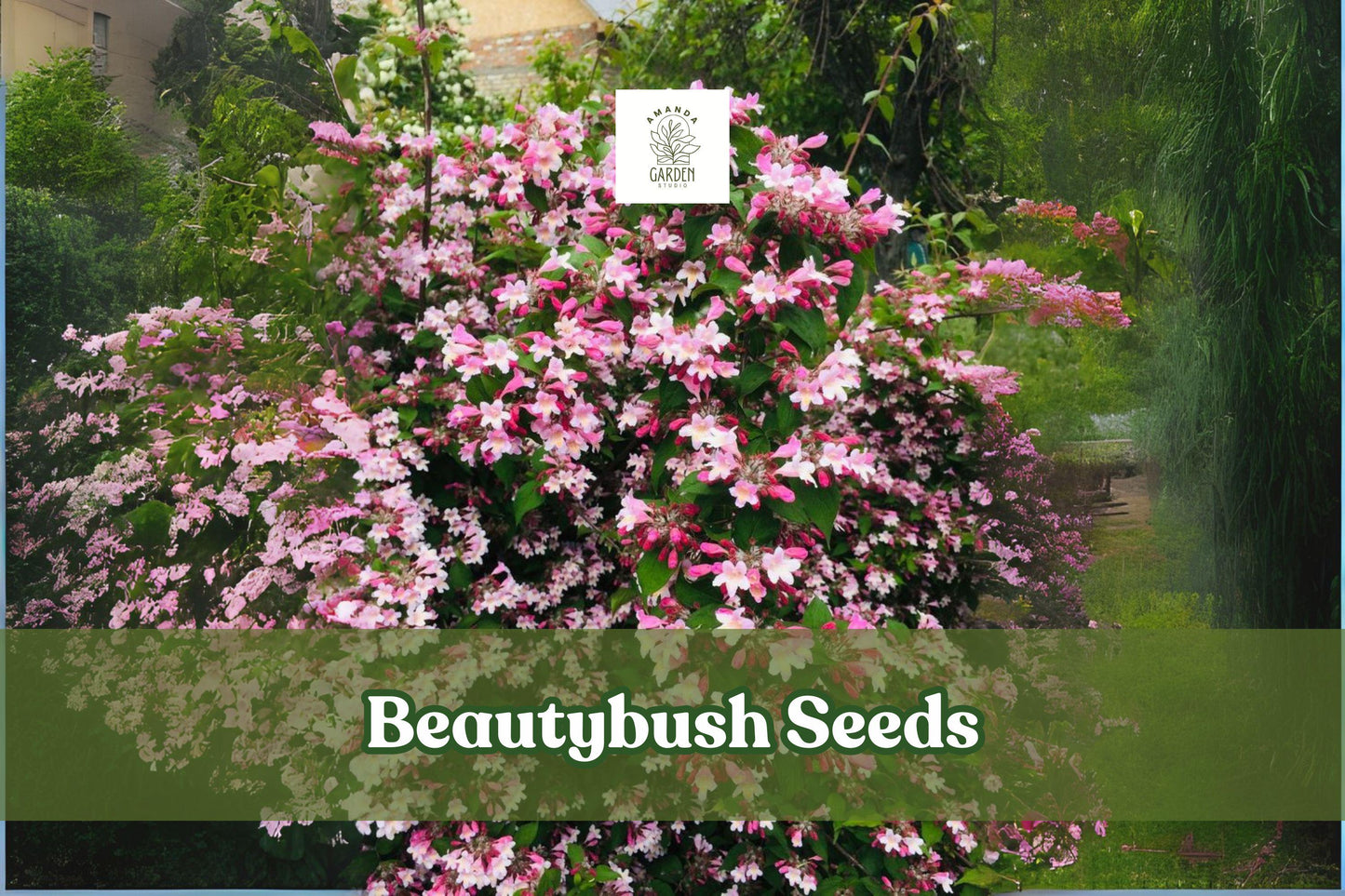 20 Beautybush Seeds - Kolkwitzia amabilis - Pink Flowering Ornamental Shrub Seeds for Garden Planting