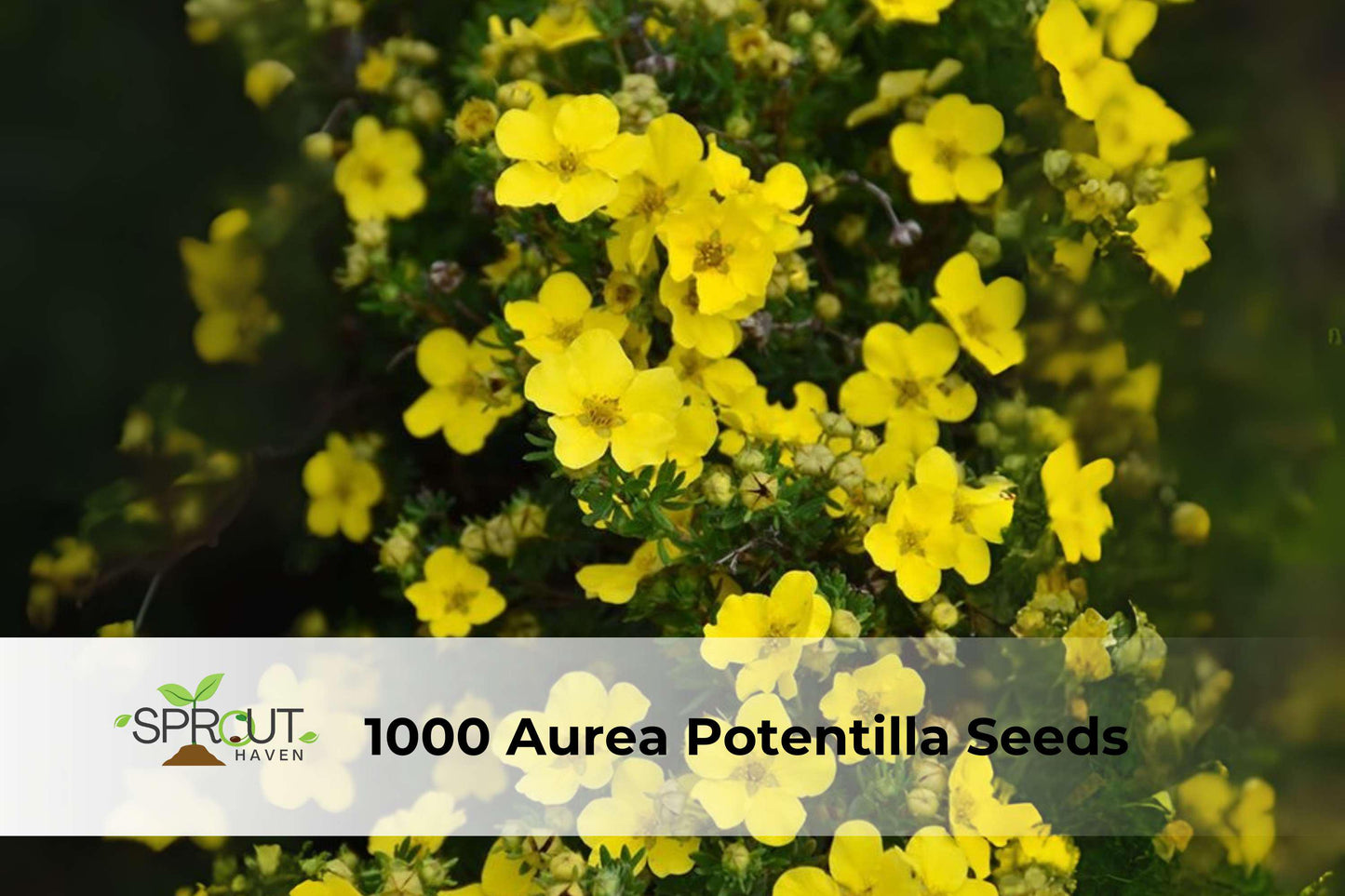 1000 Potentilla Aurea Seeds | Golden Cinquefoil Perennial Groundcover | Yellow Cottage Garden Flowers
