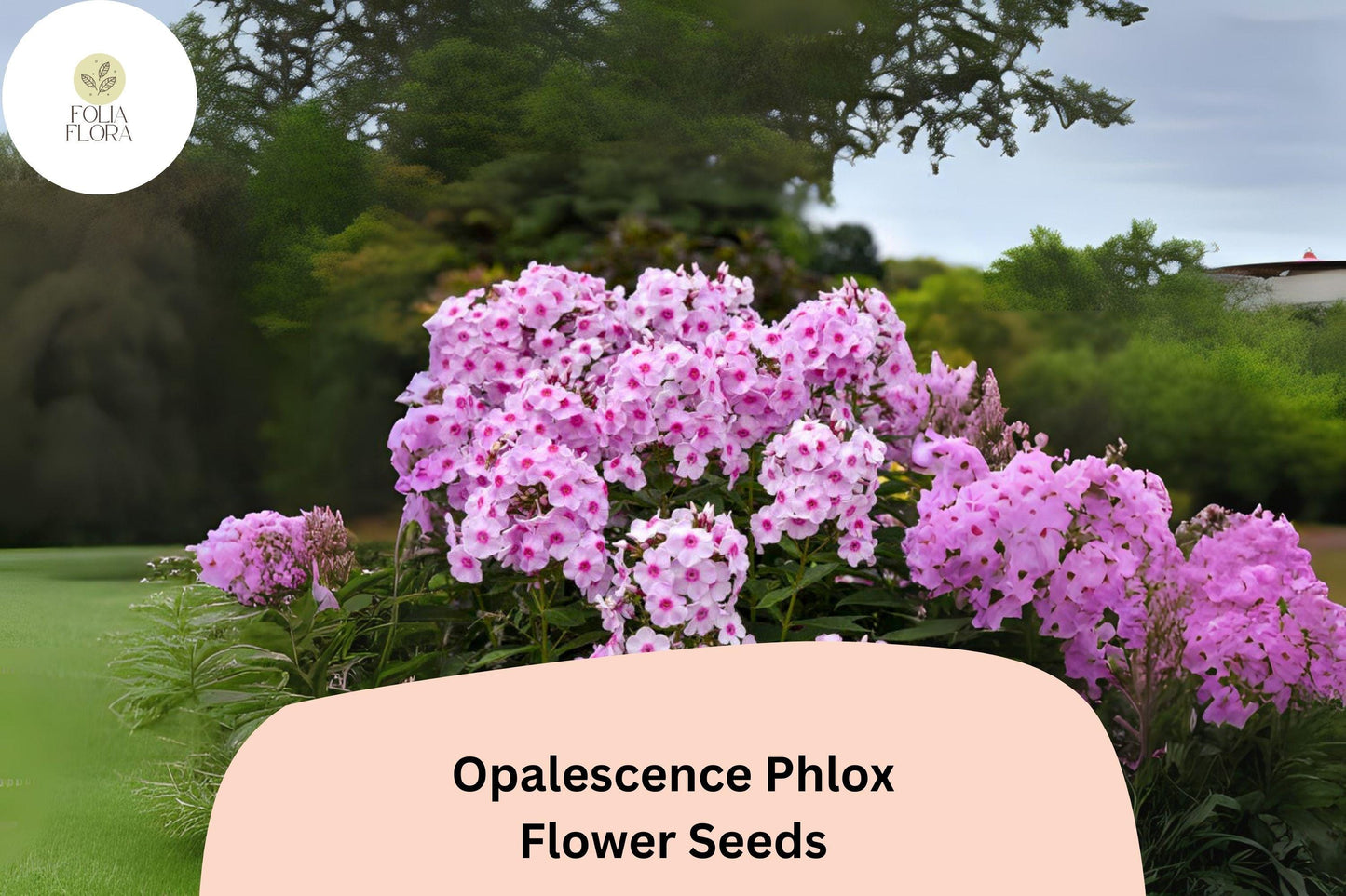Opalescence Phlox Seeds - 100+ Soft Pink & White Perennial Flowers, Phlox paniculata, Attracts Butterflies, Non-GMO
