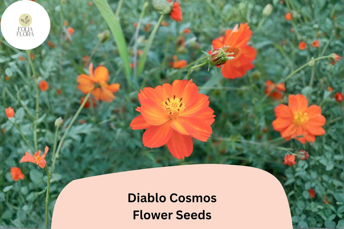 Diablo Cosmos Seeds - 200+ Bright Orange-Red Annual Flower Seeds - Cosmos sulphureus ‘Diablo’ for Vibrant Garden Blooms