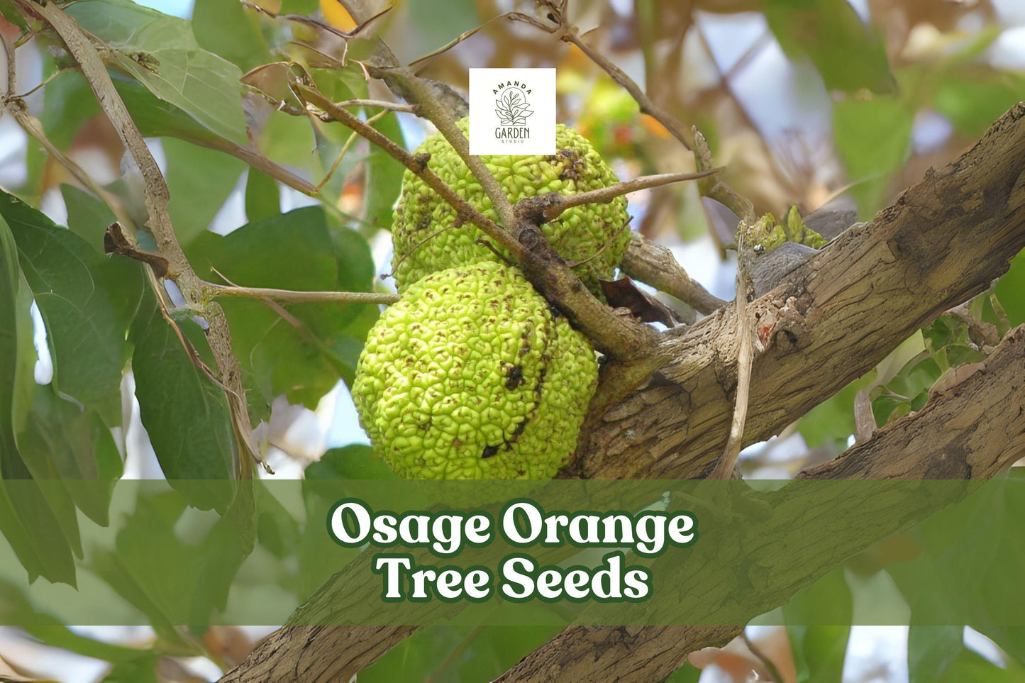 Osage Orange Tree Seeds - 20 Pack - Maclura pomifera - Hardy Ornamental & Hedge Plant - Unique Green Fruit
