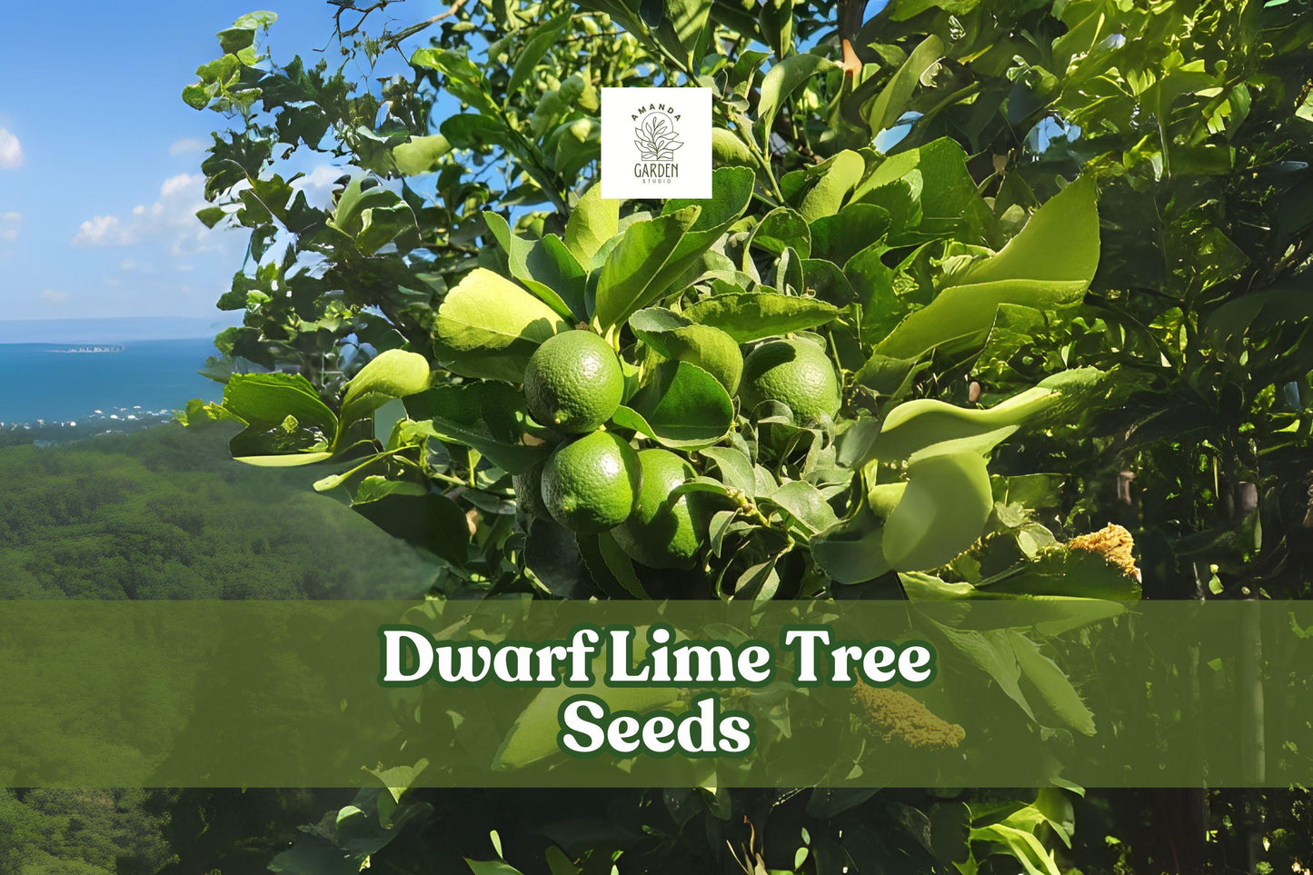 Dwarf Lime Tree Seeds - 30+ Citrus aurantiifolia - Ornamental Bonsai or Patio Plant - Easy Grow Citrus Seeds for Containers
