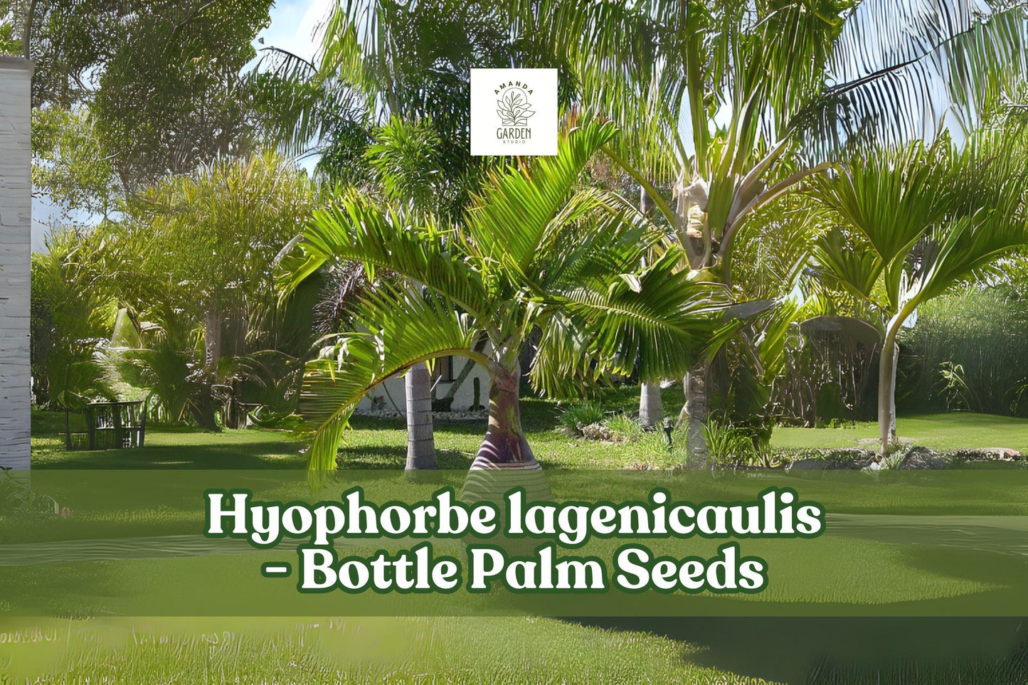 10 Bottle Palm Seeds | Hyophorbe lagenicaulis | Tropical Ornamental Palm | Exotic Trunk Shape | Indoor/Outdoor Planting