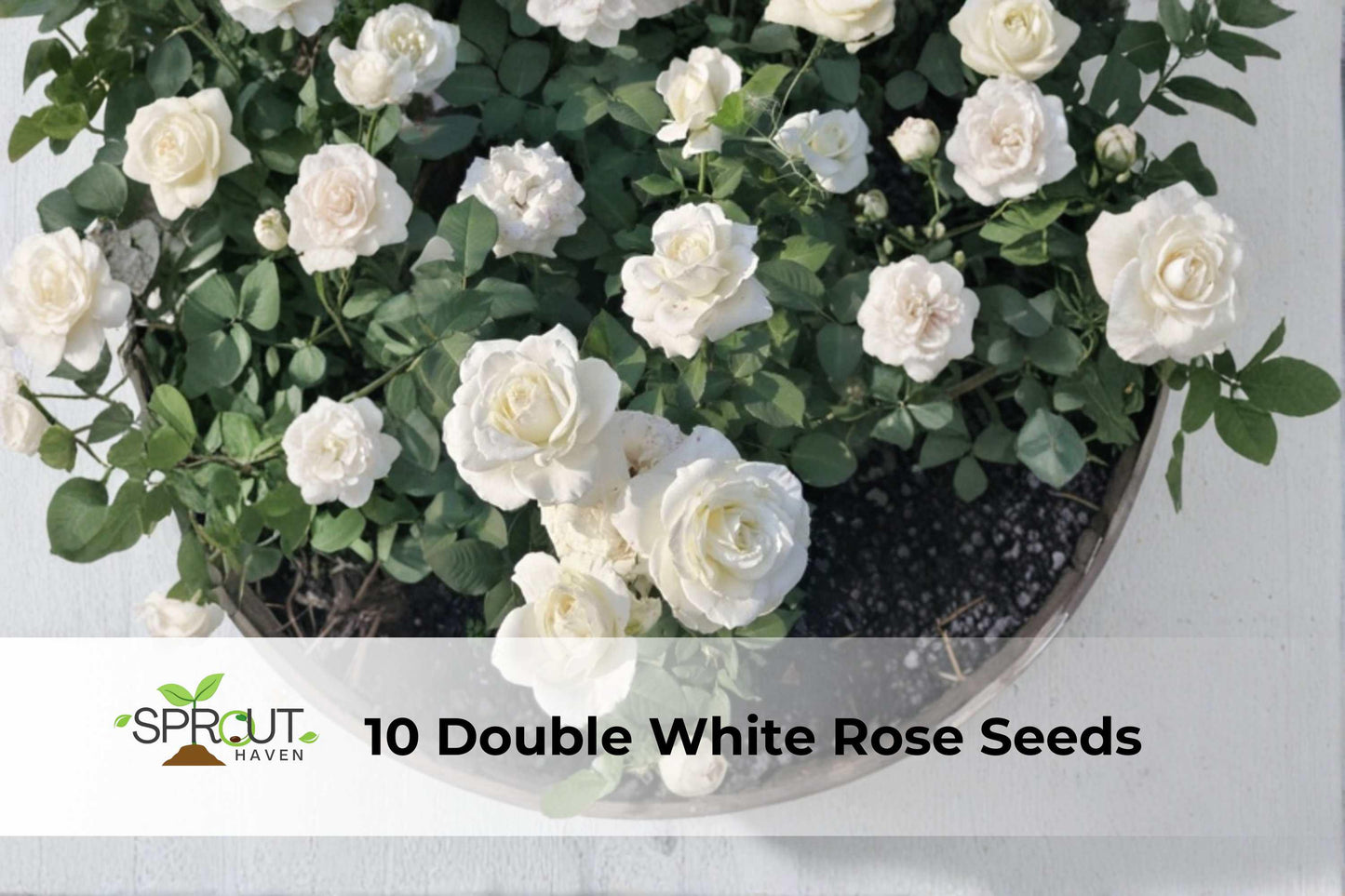 10 Double White Rose Seeds | Perennial Shrub | Rosa spp. | Fragrant Bush Flowers for Garden Borders & Landscaping