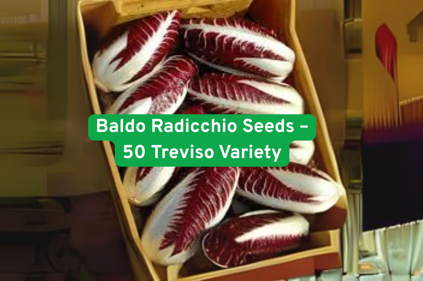 Baldo Radicchio Seeds - 50 Non-GMO Treviso Variety, Cold-Tolerant Cichorium intybus for Fall Planting