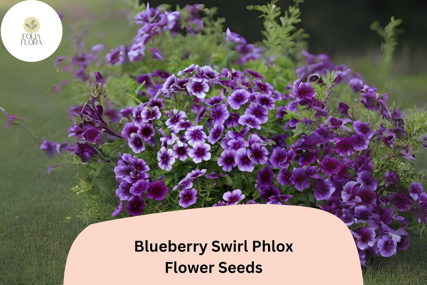 Blueberry Swirl Phlox Seeds | 100+ Purple & White Annual Flower Seeds | Phlox drummondii for Vibrant Garden Blooms