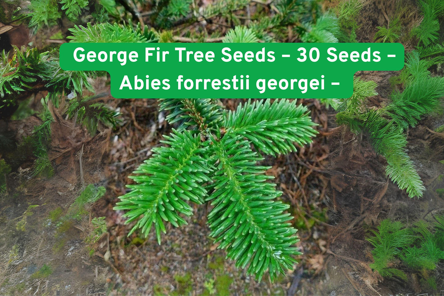 George Fir Tree Seeds - 30 Pack Fast-Growing Evergreen with Neon Foliage - Abies forrestii georgei