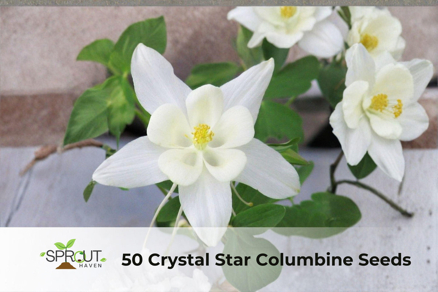 50 Crystal Star Columbine Seeds - Non-GMO Aquilegia spp. - Blue & White Perennial Blooms for Garden Borders & Pollinator Attracting