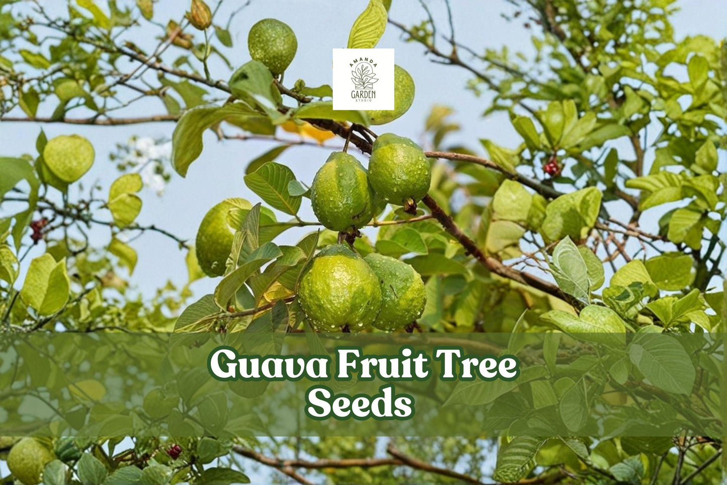 Guava Fruit Tree Seeds - 100 Seeds - Tropical Exotic Harvest - Psidium guajava - Ideal for Warm Climate Gardens