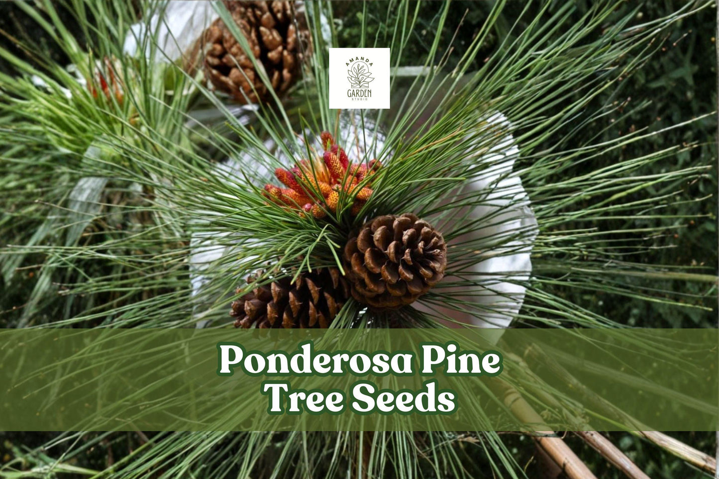 Ponderosa Pine Seeds - 30 Pack, Evergreen Tree Seeds, Pinus ponderosa, Western Yellow Pine, Drought-Tolerant, Hardy Seeds