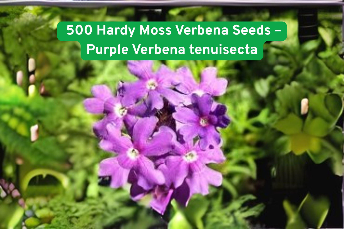 Hardy Moss Verbena Seeds - 500 Purple Verbena tenuisecta - Fragrant Butterfly Attracting Groundcover for Gardens