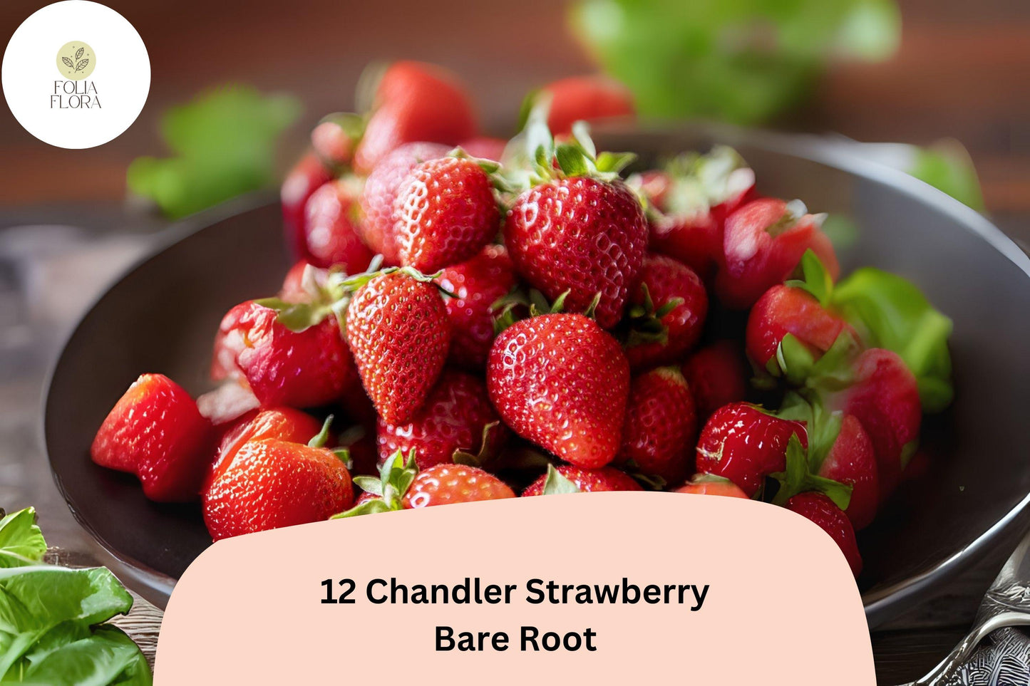 12 Chandler Strawberry Plants | Live Bare Root | June Bearing | Fragaria × ananassa | Sweet Red Berries for Home Garden