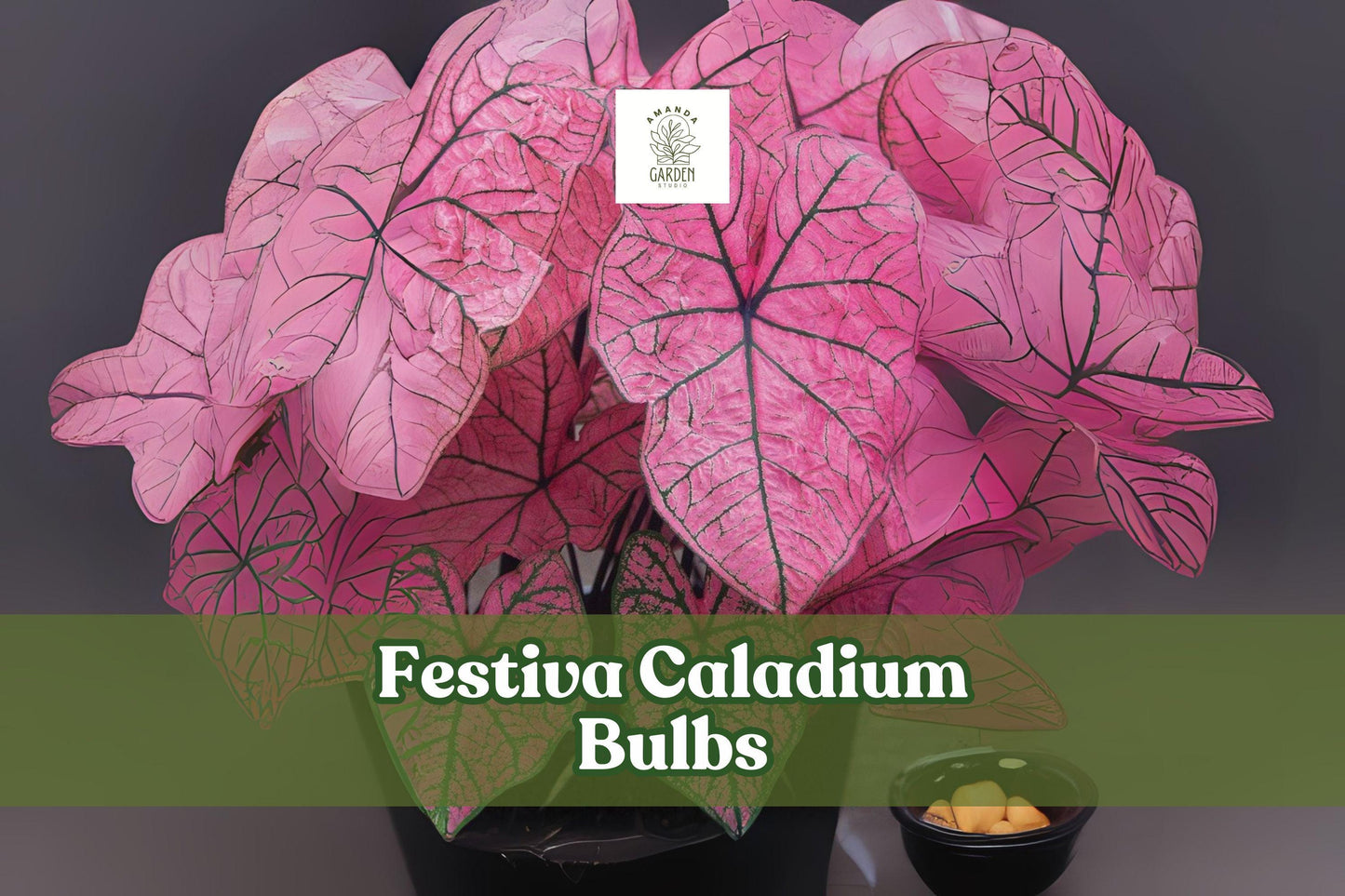 6 Festiva Caladium Bulbs, Fancy Leaf Tropical Foliage, Red-Pink Centers, Caladium bicolor ‘Festiva’, Live Tubers for Shade Gardens