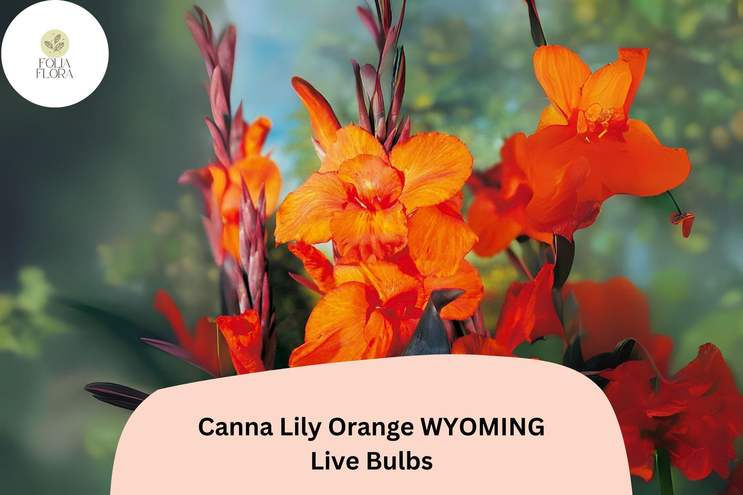 Canna Lily Bulbs | 3 Orange Wyoming Perennial Flowers | Canna × generalis | Summer Blooming Garden Plant