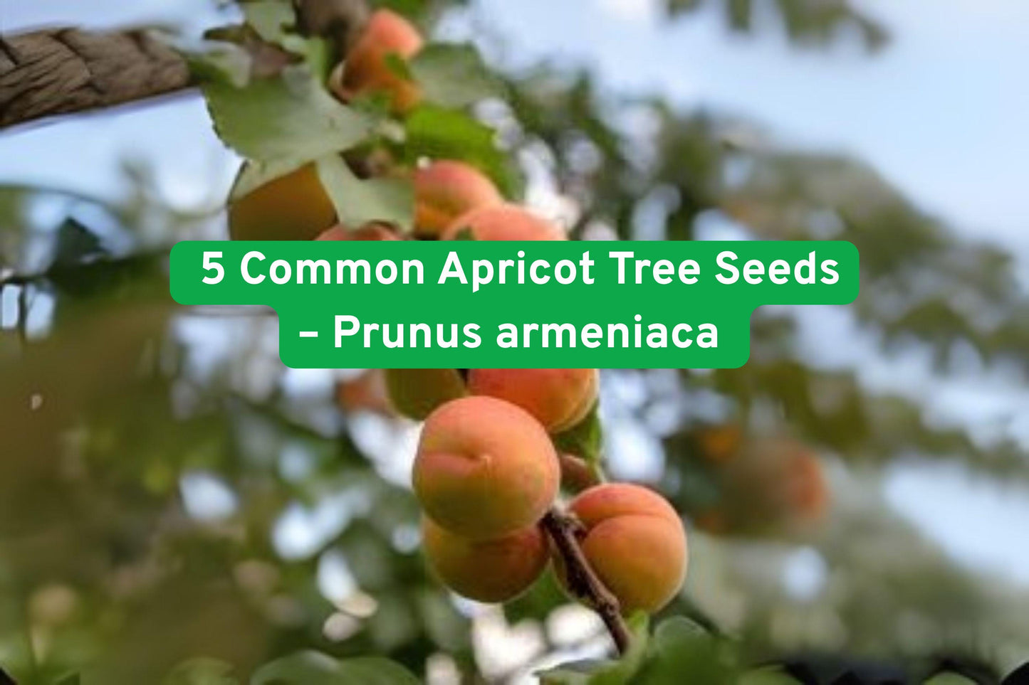 Common Apricot Tree Seeds - 5 Pack, White Pink Blossoms, Hardy Zones 5-9, Prunus armeniaca, Easy to Grow Fruit Tree Seeds