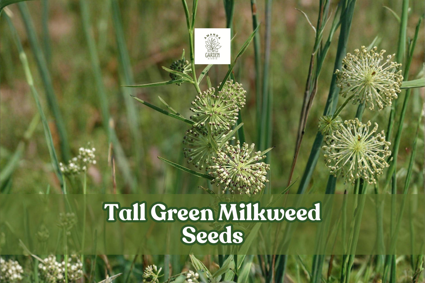 Tall Green Milkweed Seeds - 50 Pack Asclepias hirtella - Monarch Butterfly Host Plant for Pollinator Gardens