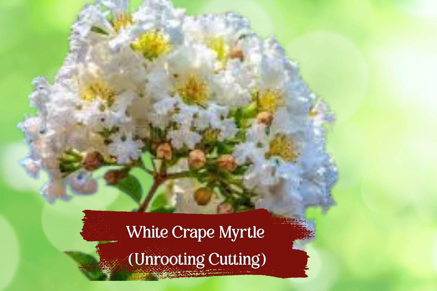 White Bloom Crape Myrtle Cuttings - 5+2 Free Unrooted Cuttings - Lagerstroemia indica for Propagation, Drought-Tolerant Shrub/Tree