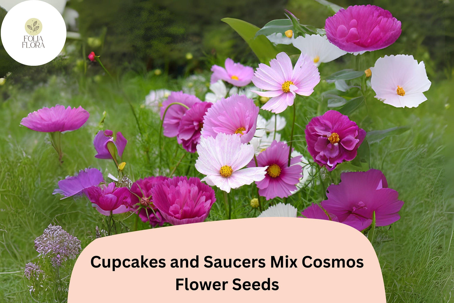 Cupcakes & Saucers Cosmos Seeds | 200+ Mixed Color Flower Seeds | Cosmos bipinnatus ‘Cupcakes and Saucers’