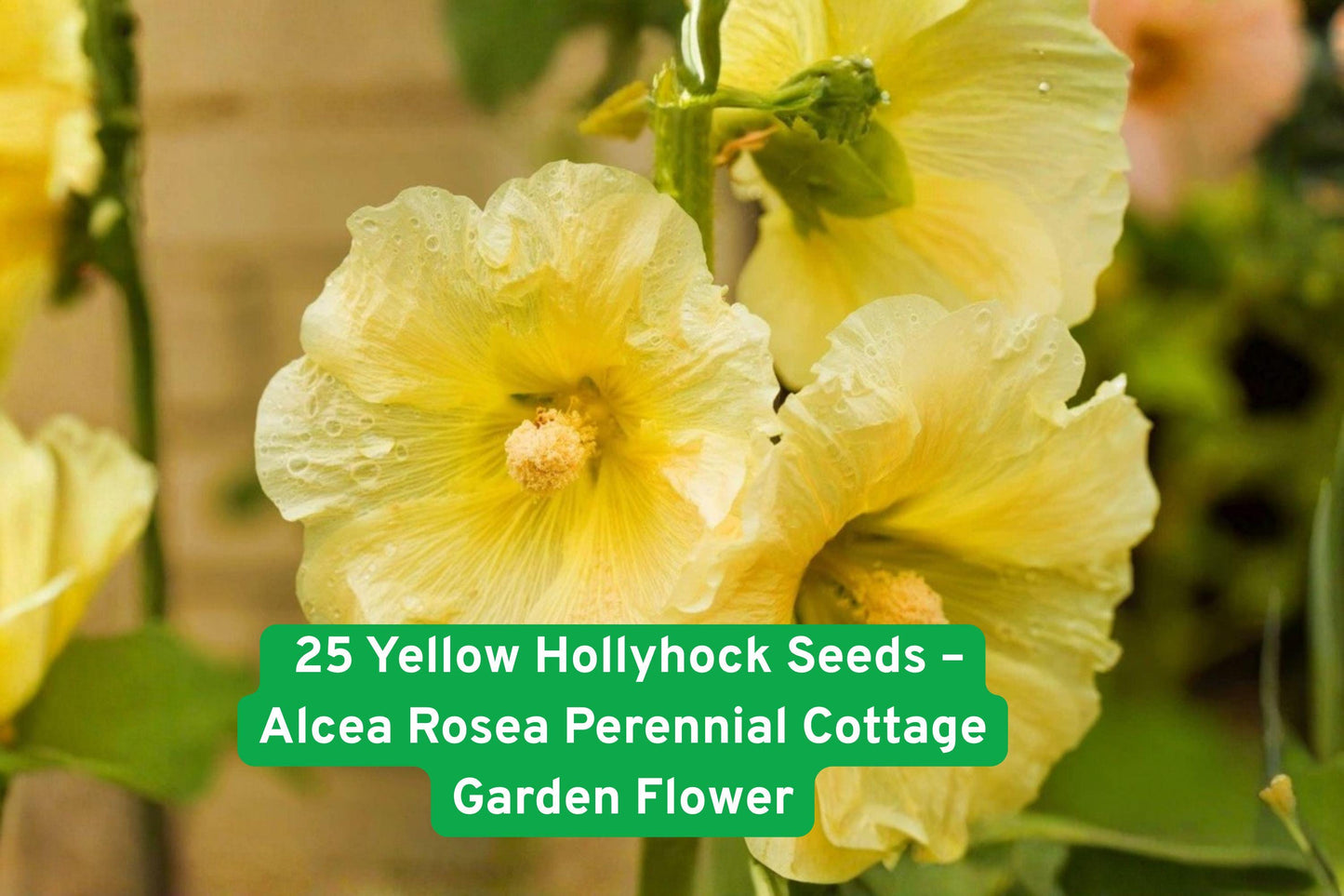 25 Yellow Hollyhock Seeds - Alcea Rosea - Cottage Garden Flower - Attracts Pollinators - Easy to Grow, Drought Tolerant