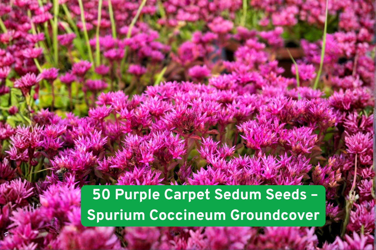 50 Purple Carpet Sedum Seeds - Drought Tolerant Groundcover, Spurium Coccineum, Perennial Succulent for Gardens and Borders