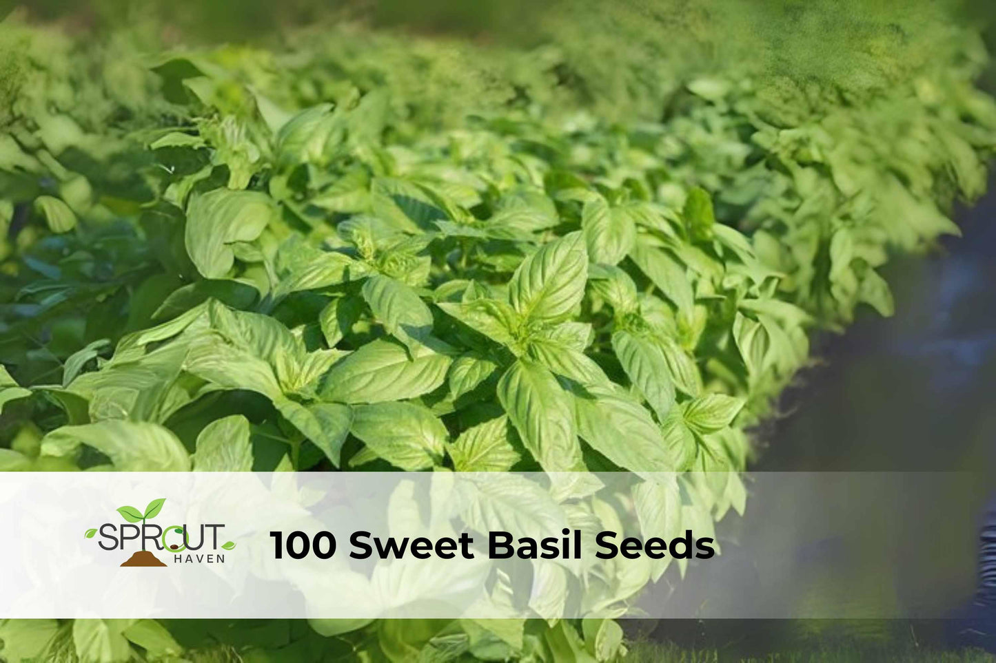 Sweet Basil Seeds - 100 Large Leaf Culinary Herb - Ocimum basilicum - Aromatic Green Leaves for Cooking and Pesto