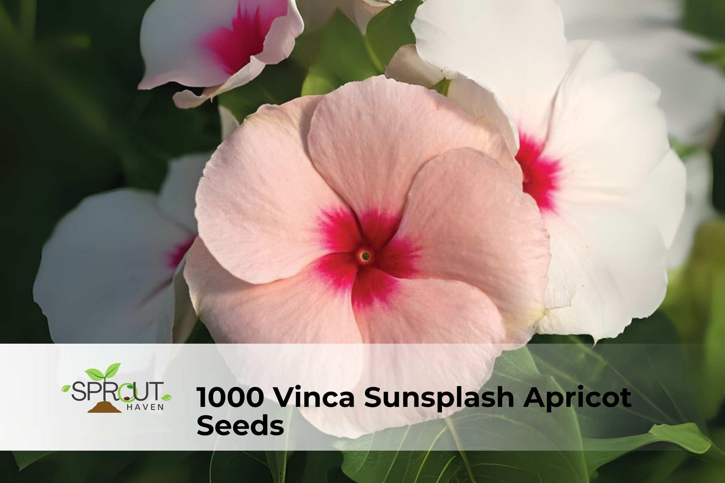 1000 Vinca Sunsplash Apricot Seeds | Catharanthus roseus | Annual Bedding Flowers for Borders & Containers