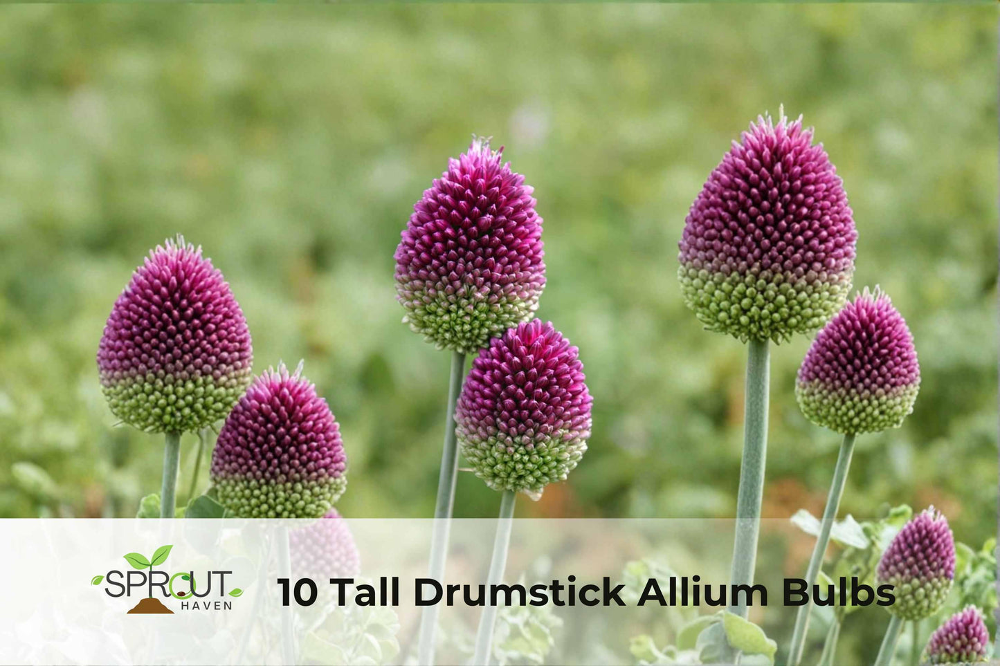 10 Drumstick Allium Bulbs | Green-Purple Spring Blooms | Hardy Perennial Flowers | Allium spp.