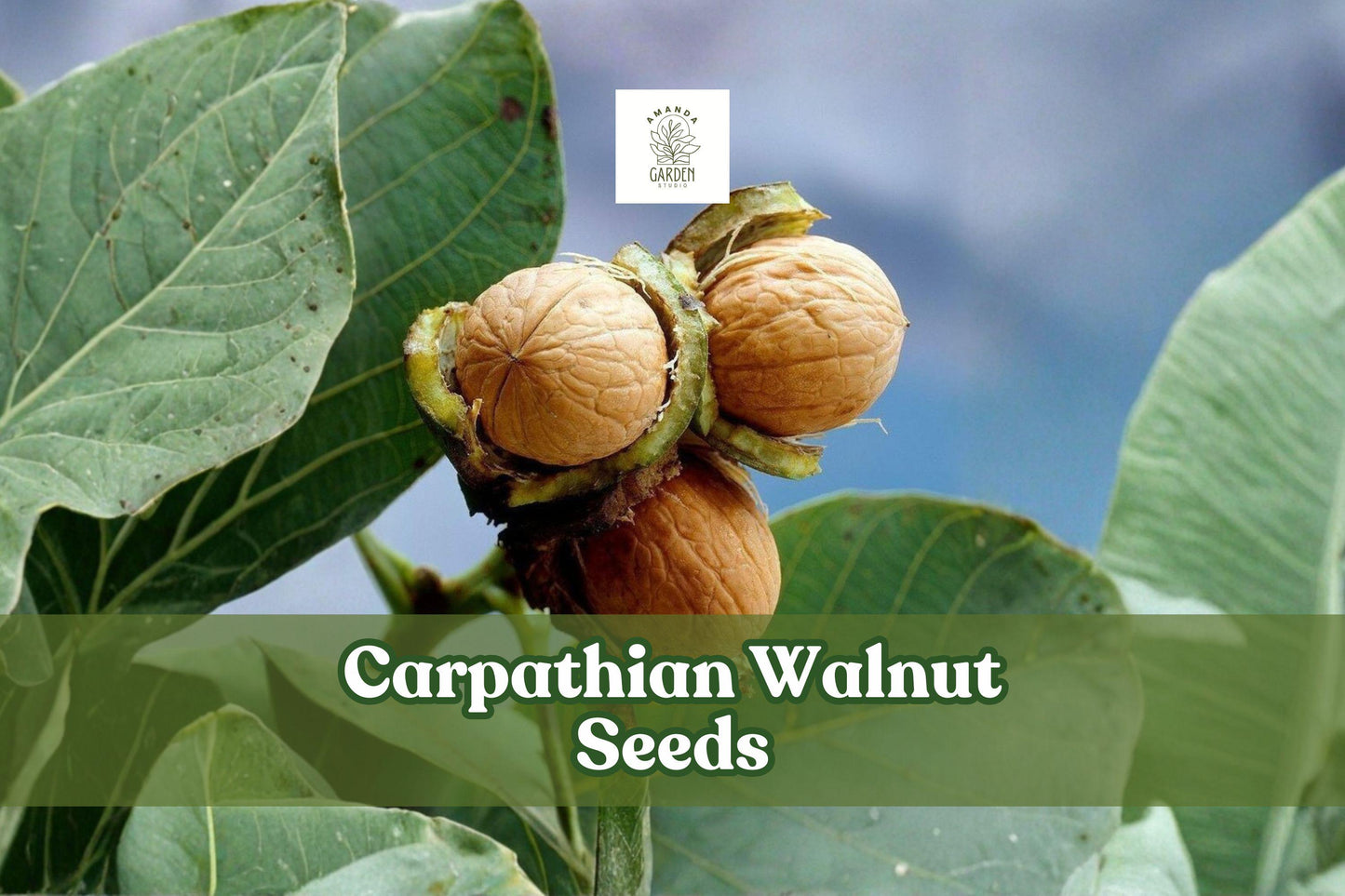 Carpathian Walnut Seeds - 5 Juglans Regia Var. Carpathian - Hardy Nut Tree for Cold Climates - Fast-Growing Edible Nuts