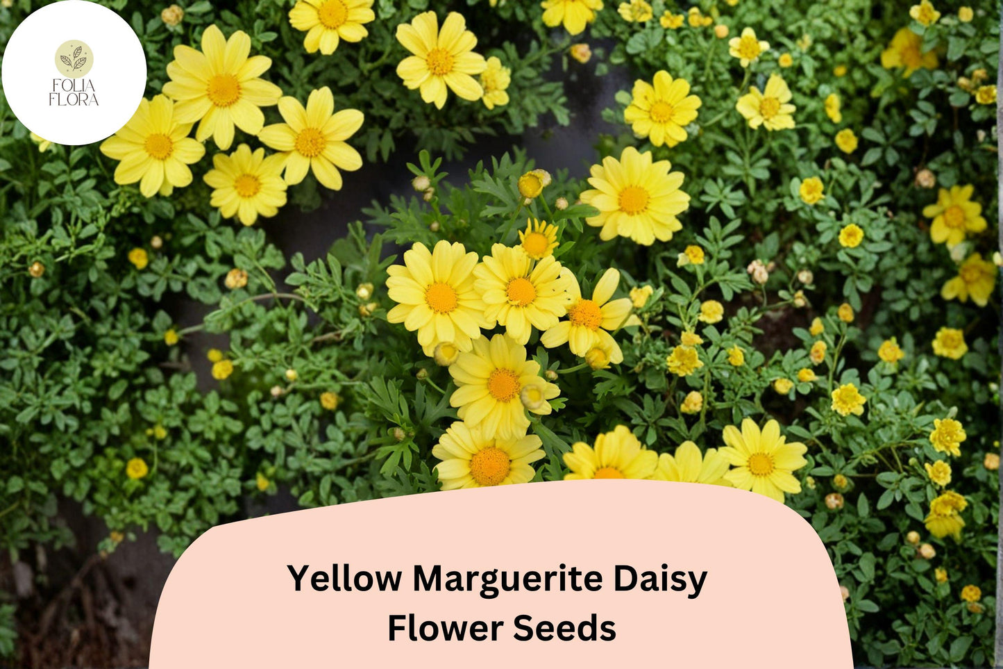 Yellow Marguerite Daisy Seeds | 200+ Seeds | Cheerful Golden Blooms | Argyranthemum frutescens | Attracts Butterflies