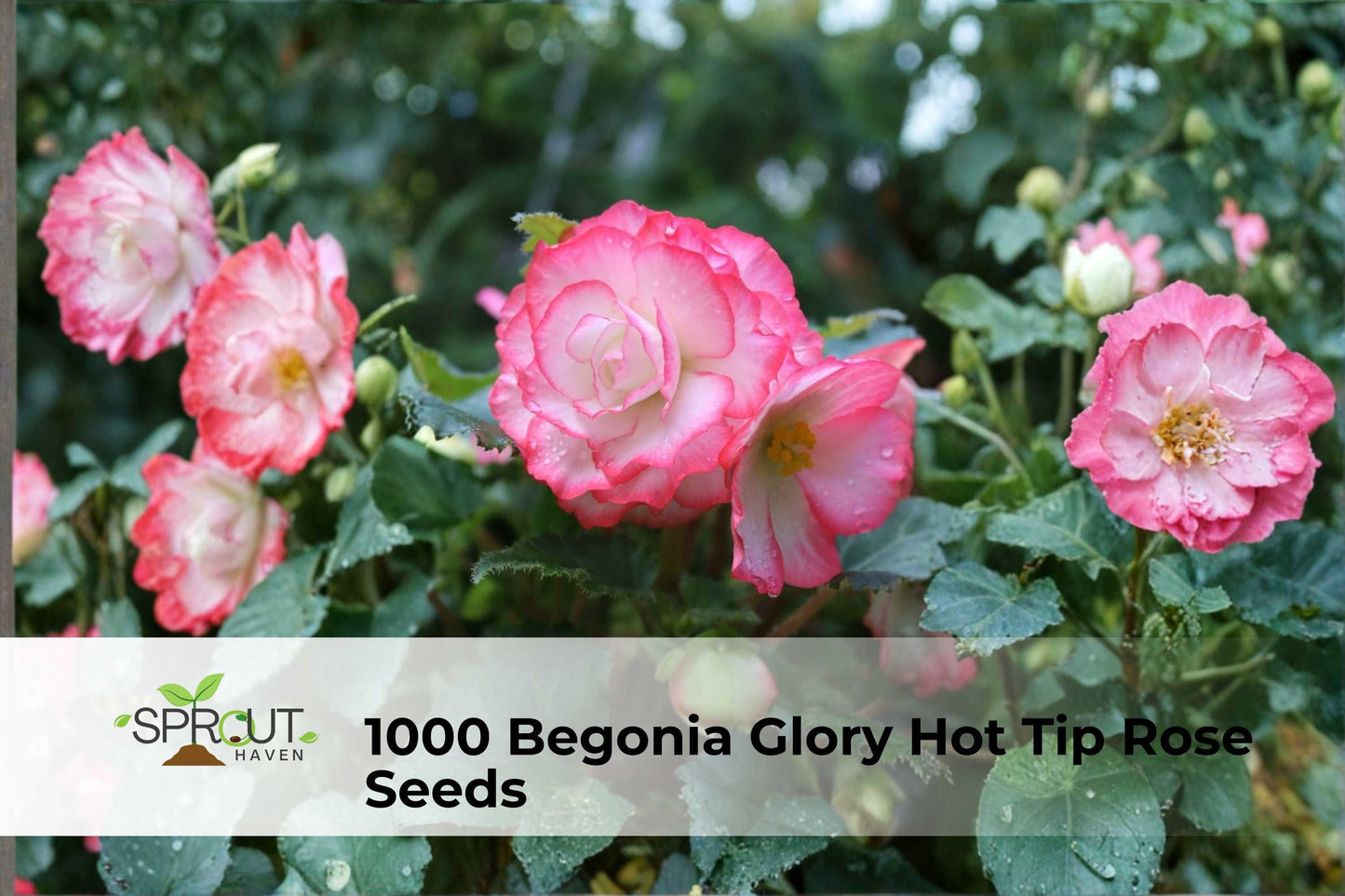 1000 Begonia Seeds - Glory Hot Tip Rose - Pink Bedding Flowers - Begonia semperflorens hybrids - Easy-to-Grow Annuals
