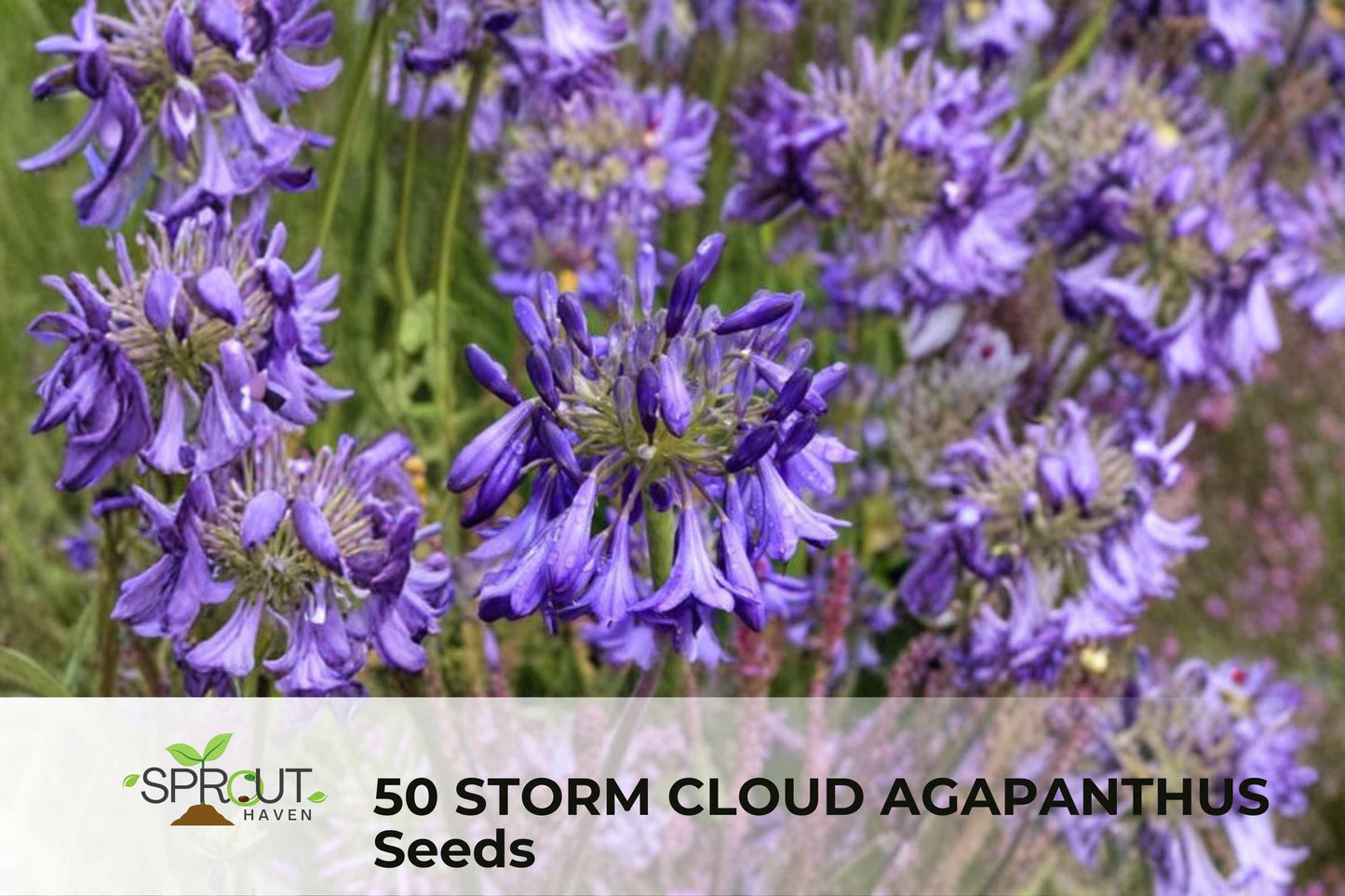 50 Storm Cloud Agapanthus Seeds - Blue-Purple Flower Clusters - Agapanthus orientalis - Hardy Perennial for Gardens and Containers